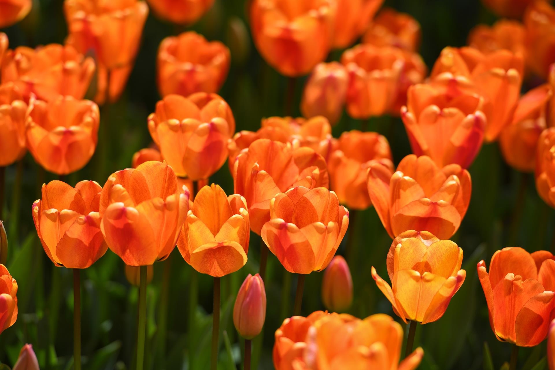 du lich Tho Nhi Ky anh 36