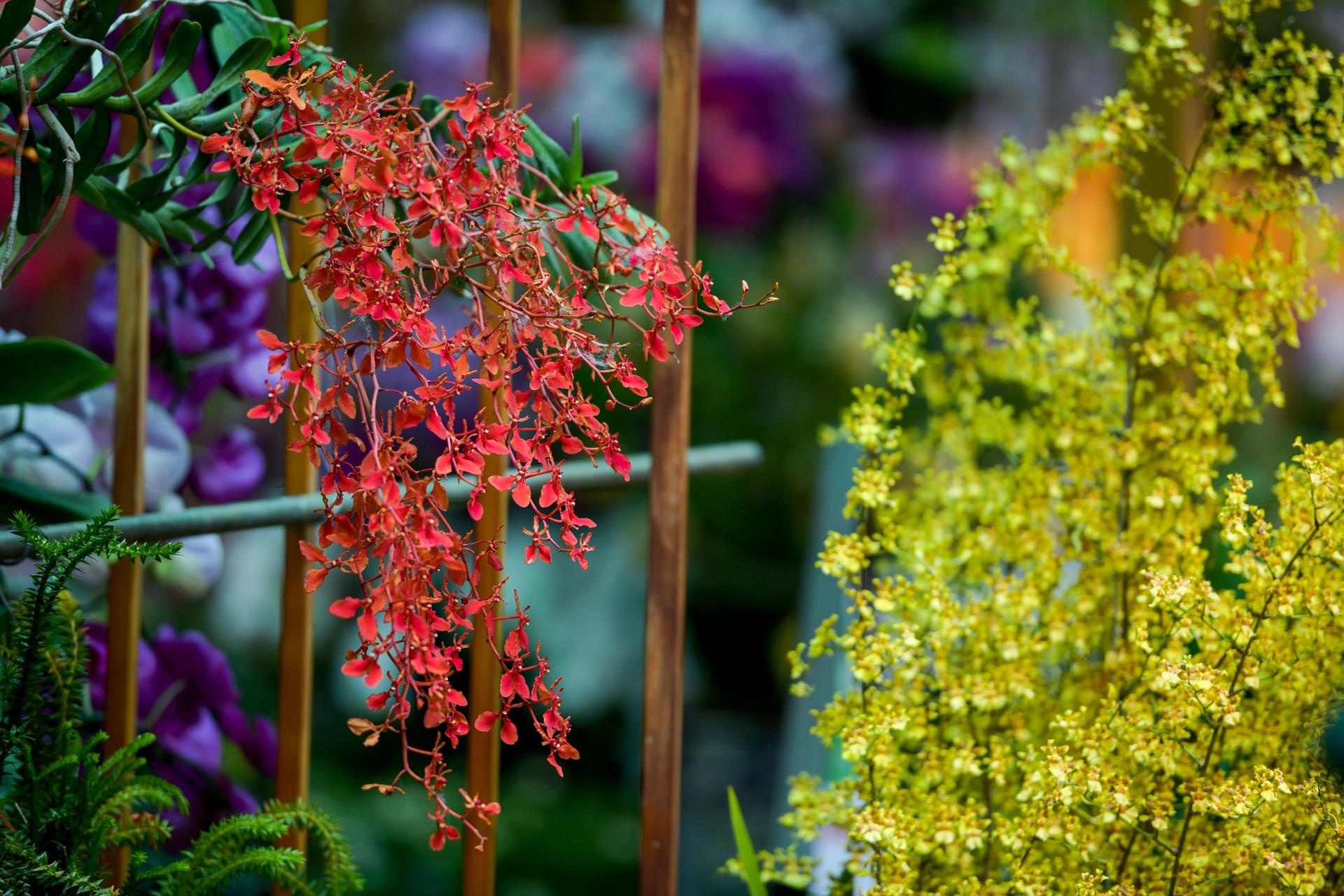 nguoi Sai Gon vui choi dip le anh 9