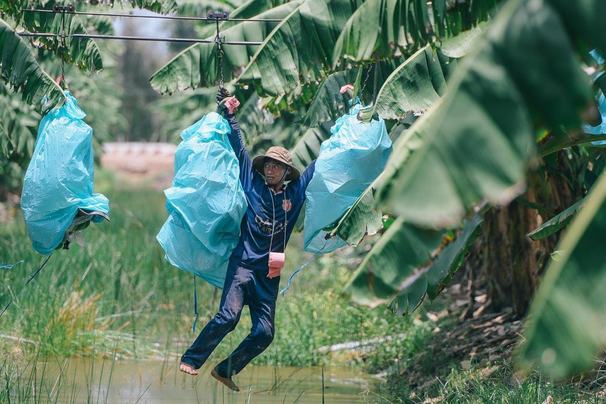 Rung chuoi cua ty phu nong dan be vo lang may cay tu thoi nien thieu hinh anh
