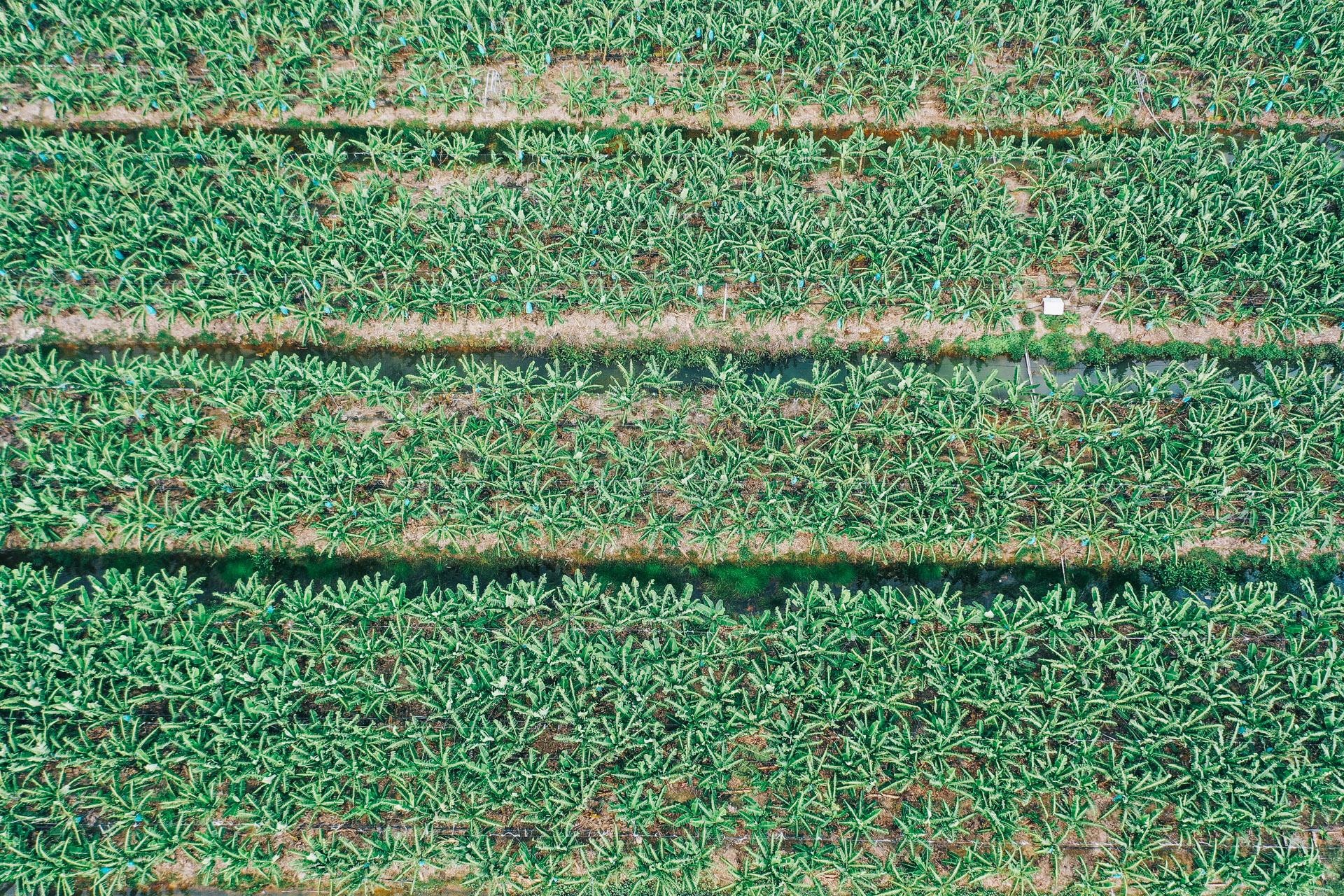 ty phu nong dan va con duong chinh phuc thi truong Nhat Ban anh 8