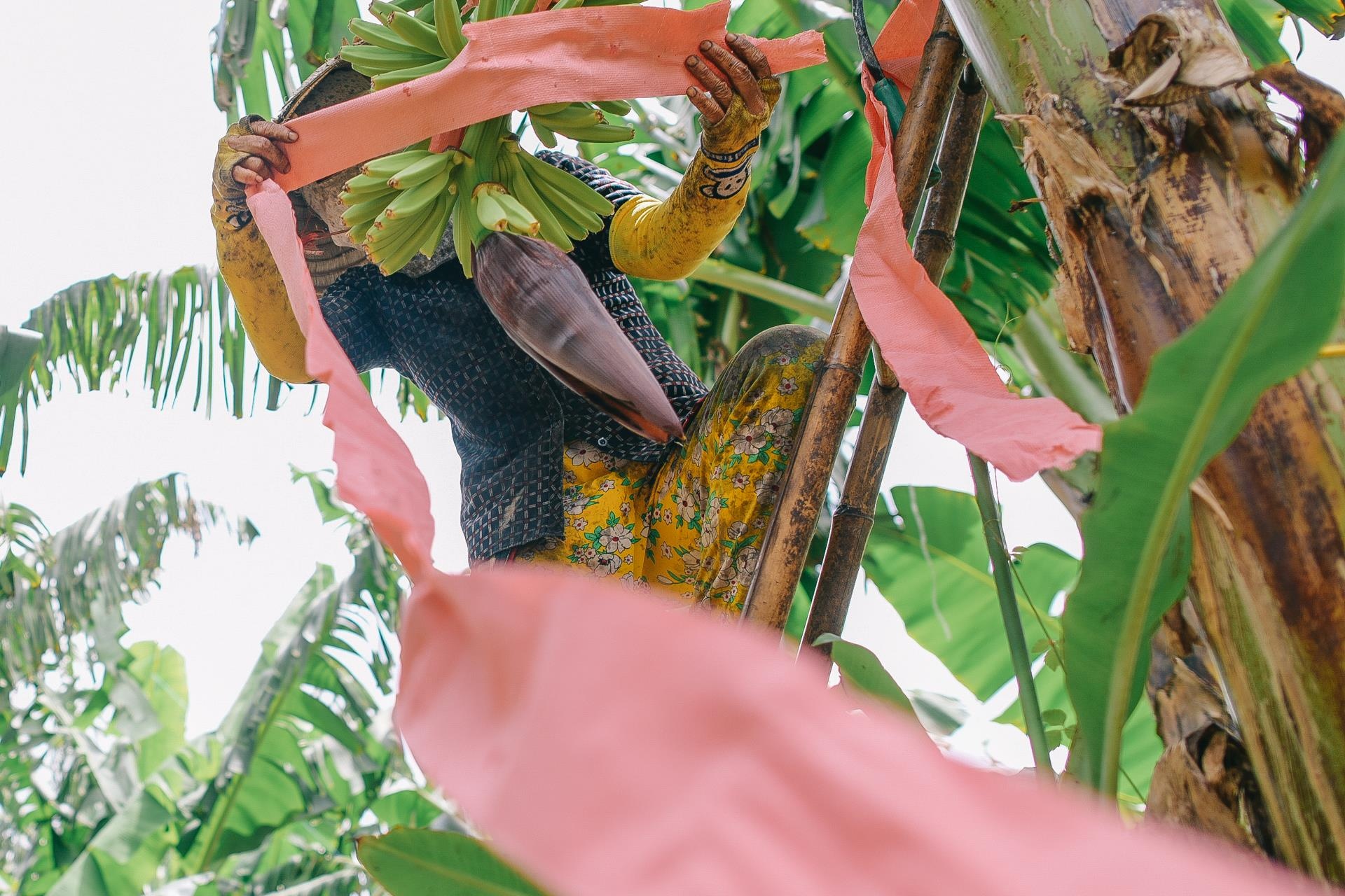 ty phu nong dan va con duong chinh phuc thi truong Nhat Ban anh 21