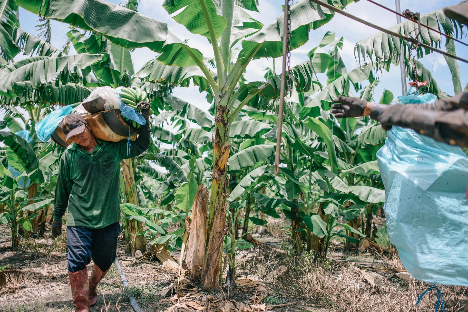 ty phu nong dan va con duong chinh phuc thi truong Nhat Ban anh 24