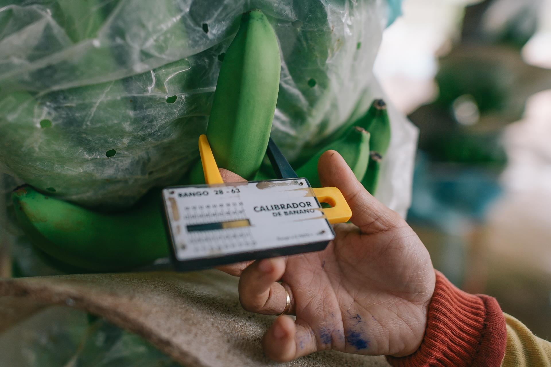 ty phu nong dan va con duong chinh phuc thi truong Nhat Ban anh 14