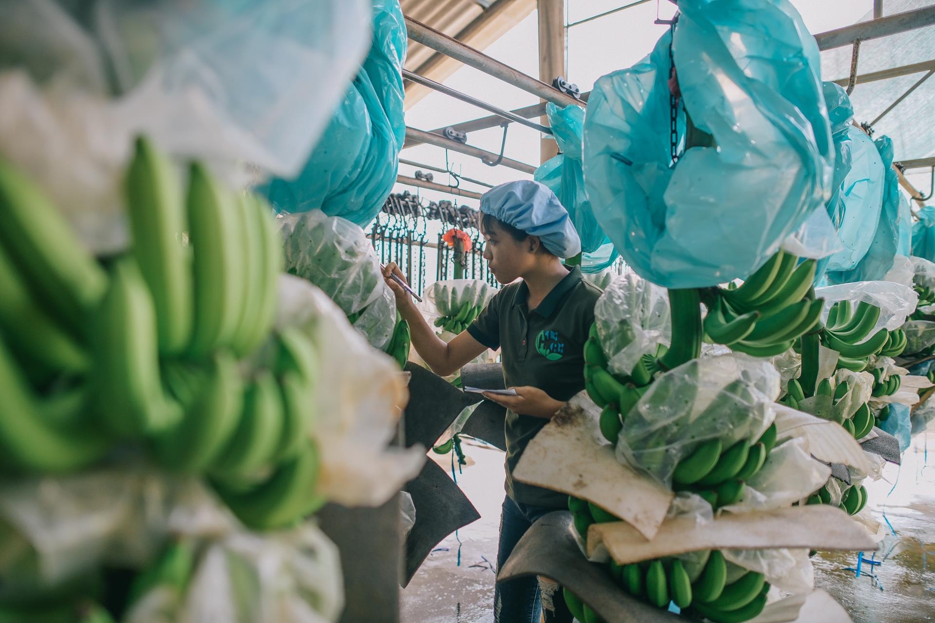 ty phu nong dan va con duong chinh phuc thi truong Nhat Ban anh 10