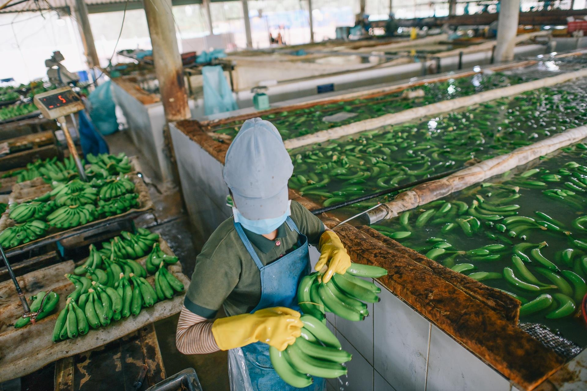 ty phu nong dan va con duong chinh phuc thi truong Nhat Ban anh 13