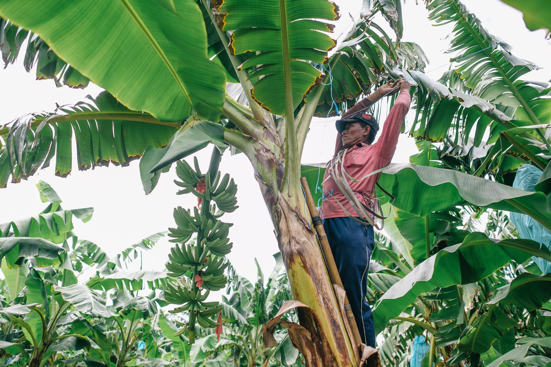 ty phu nong dan va con duong chinh phuc thi truong Nhat Ban anh 22