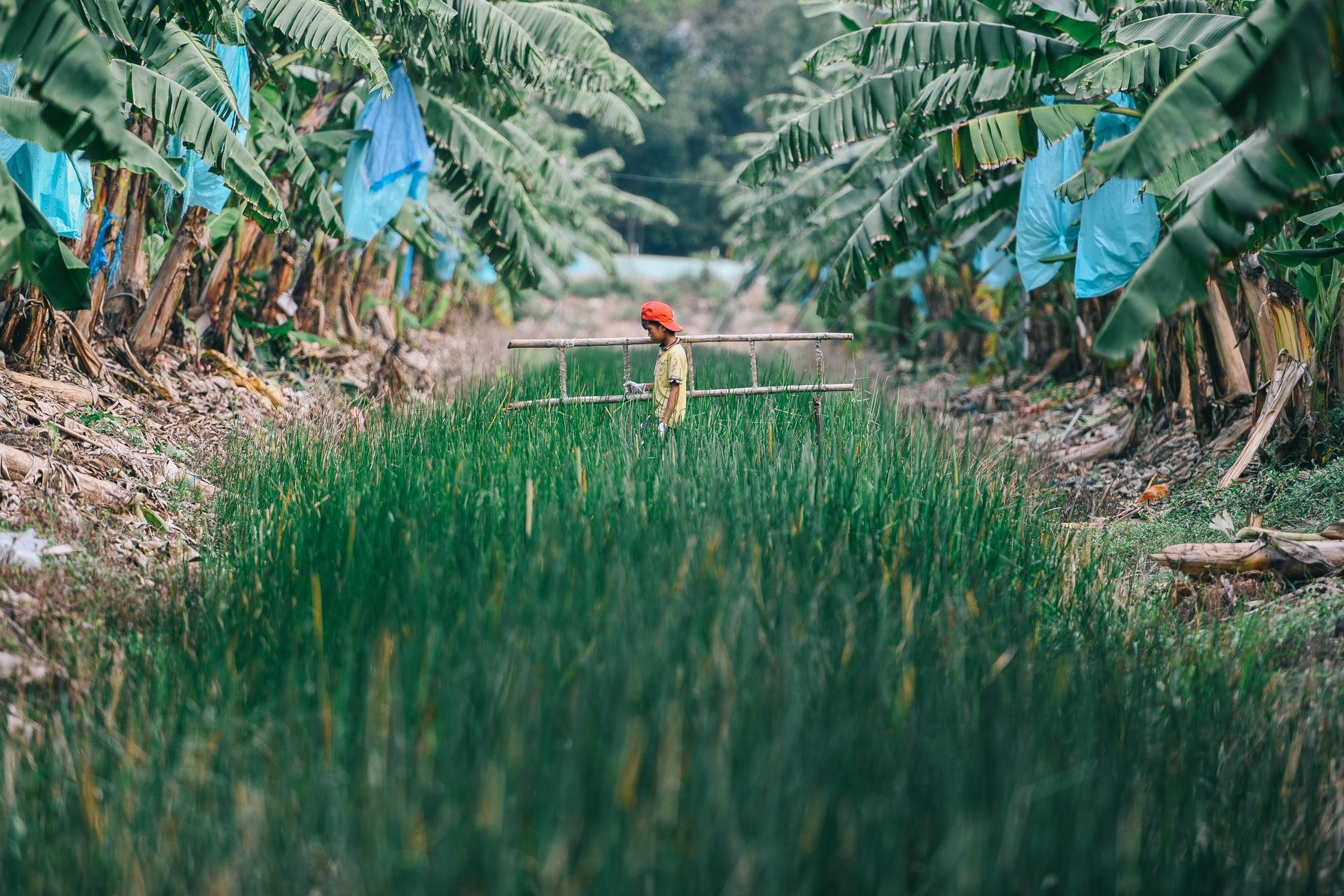 ty phu nong dan va con duong chinh phuc thi truong Nhat Ban anh 19