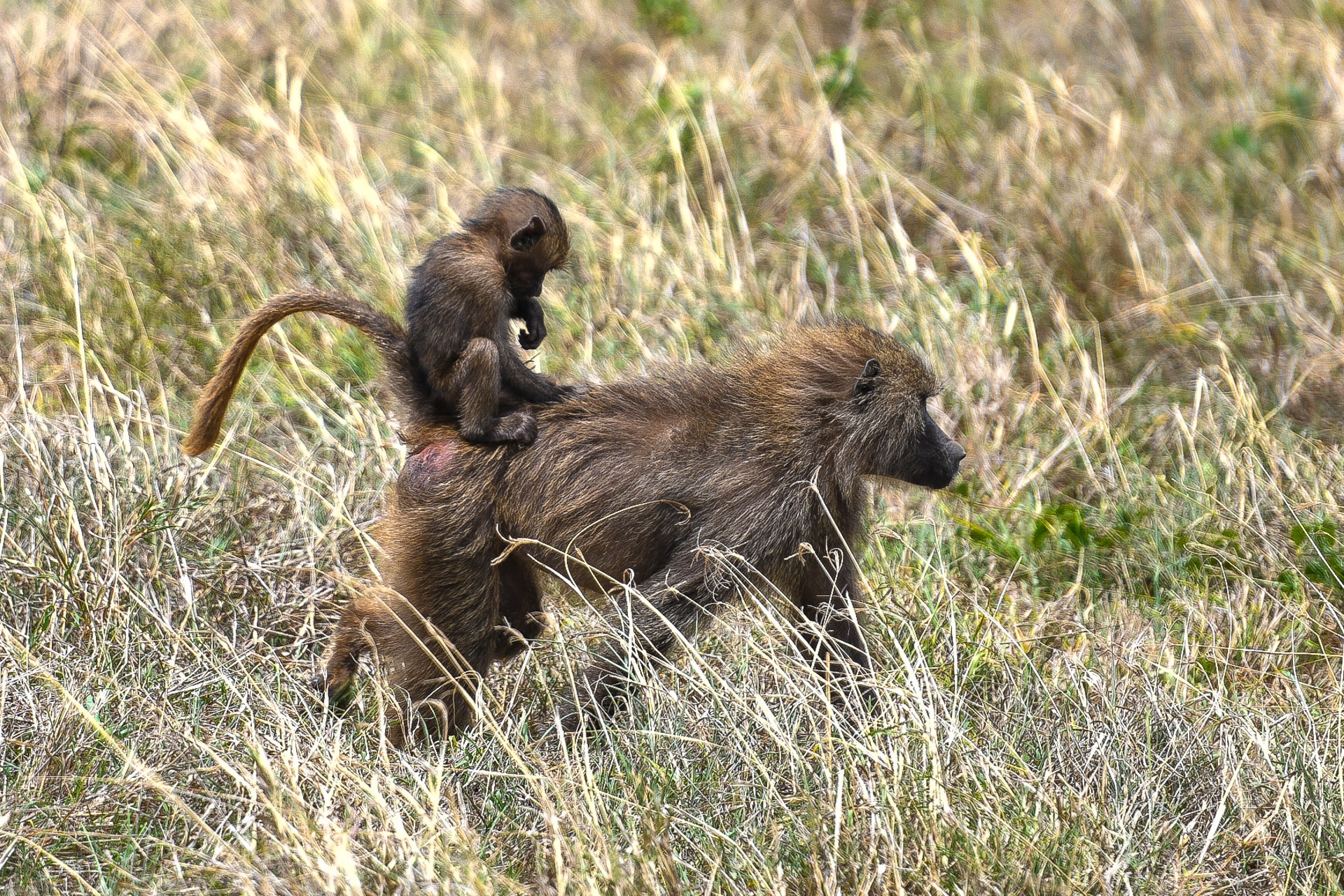 tanzania ảnh 5 tanzania anh 5