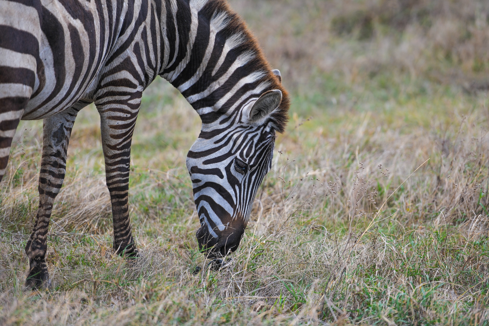 tanzania ảnh 3 tanzania anh 3