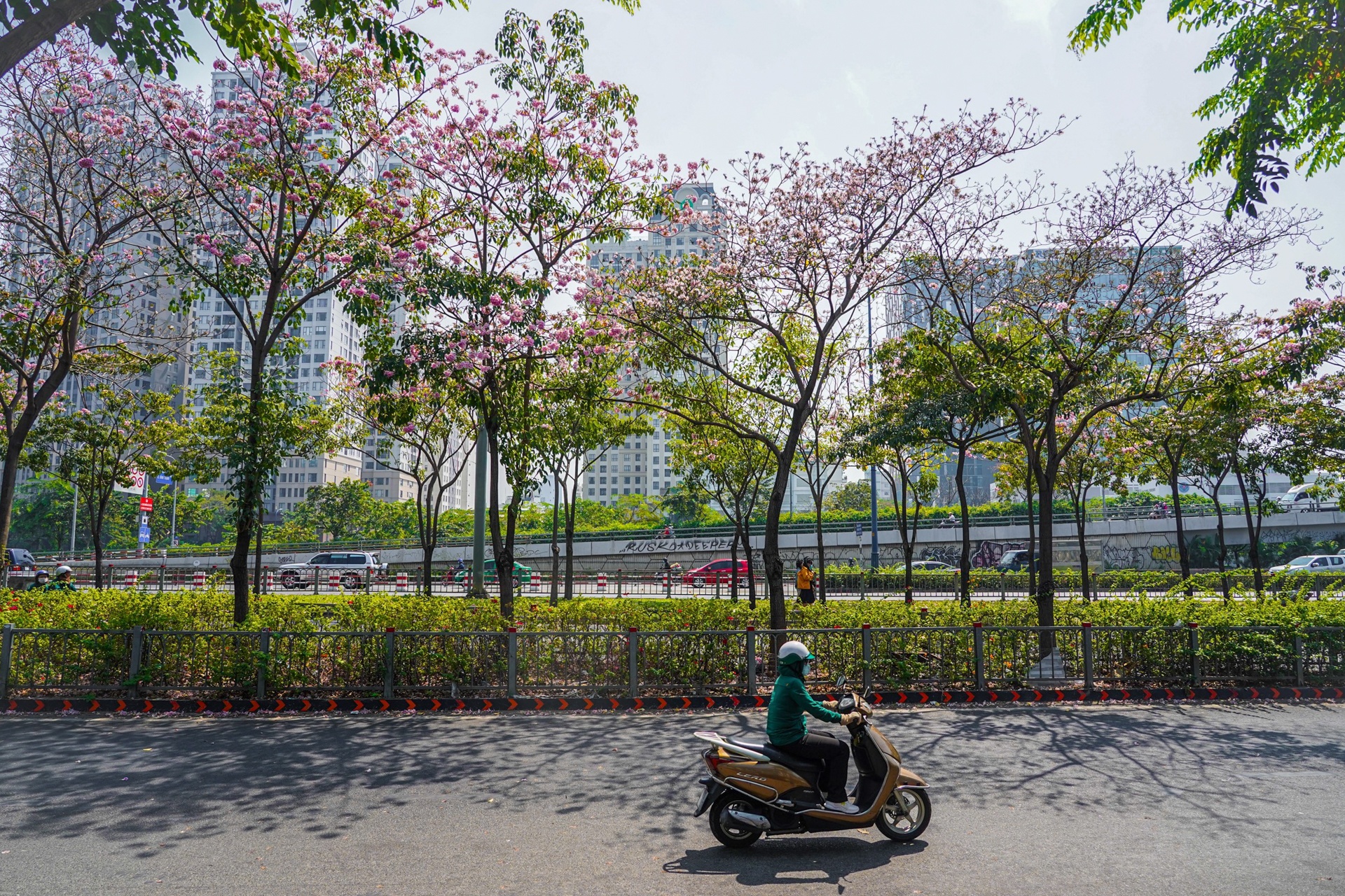 hoa kèn hồng ở TP.HCM ảnh 9 hoa ken hong o TP.HCM anh 9