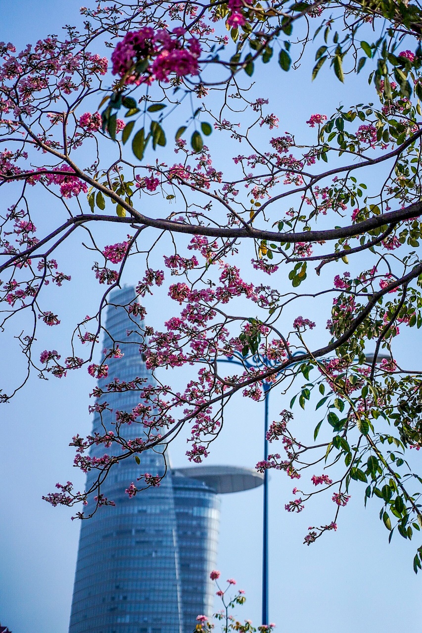 hoa kèn hồng ở TP.HCM ảnh 3 hoa ken hong o TP.HCM anh 3