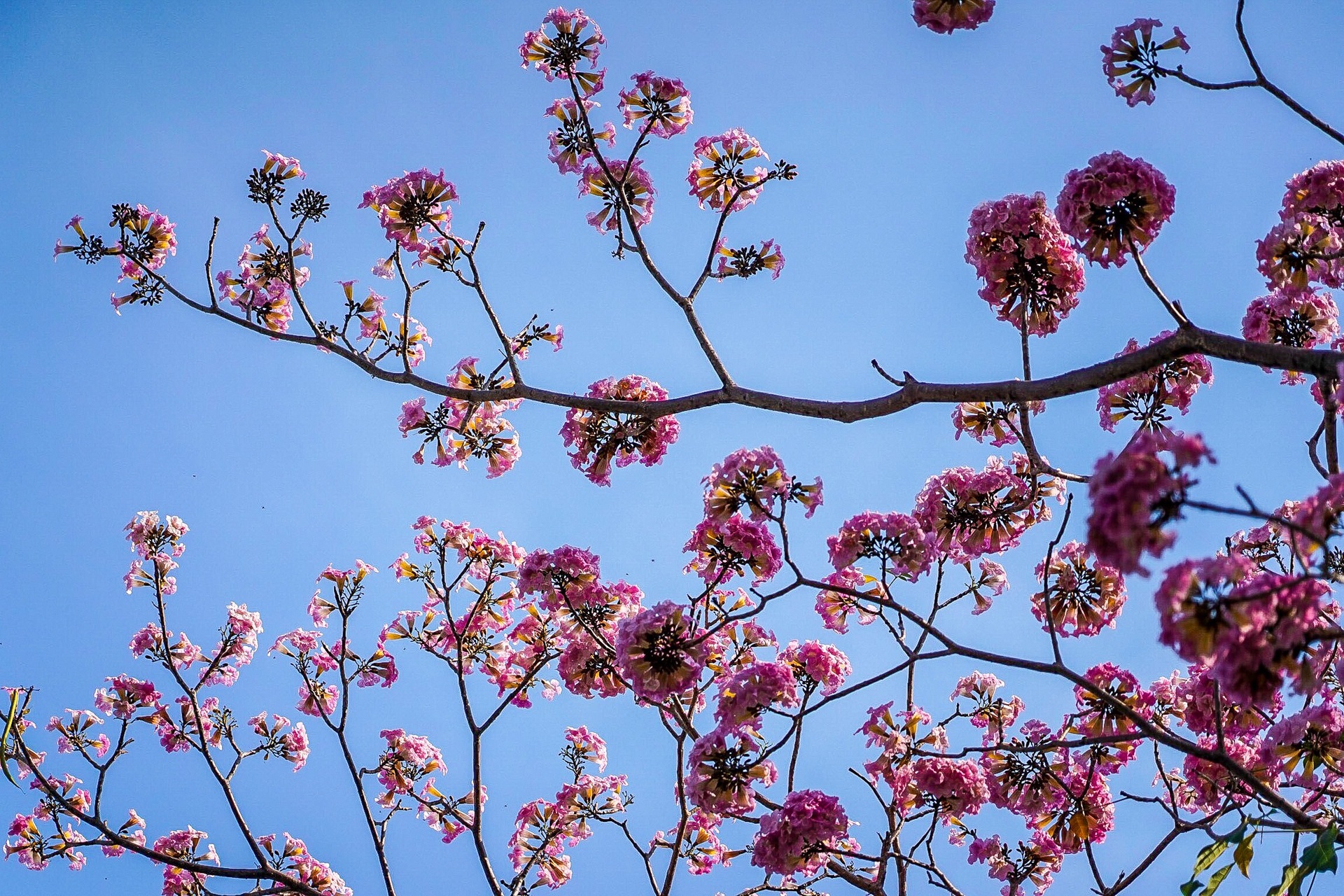 hoa kèn hồng ở TP.HCM ảnh 5 hoa ken hong o TP.HCM anh 5