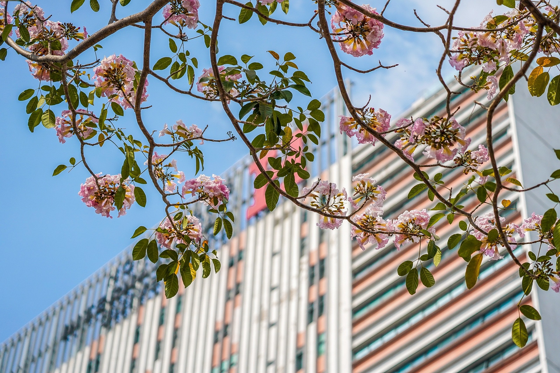 hoa kèn hồng ở TP.HCM ảnh 8 hoa ken hong o TP.HCM anh 8