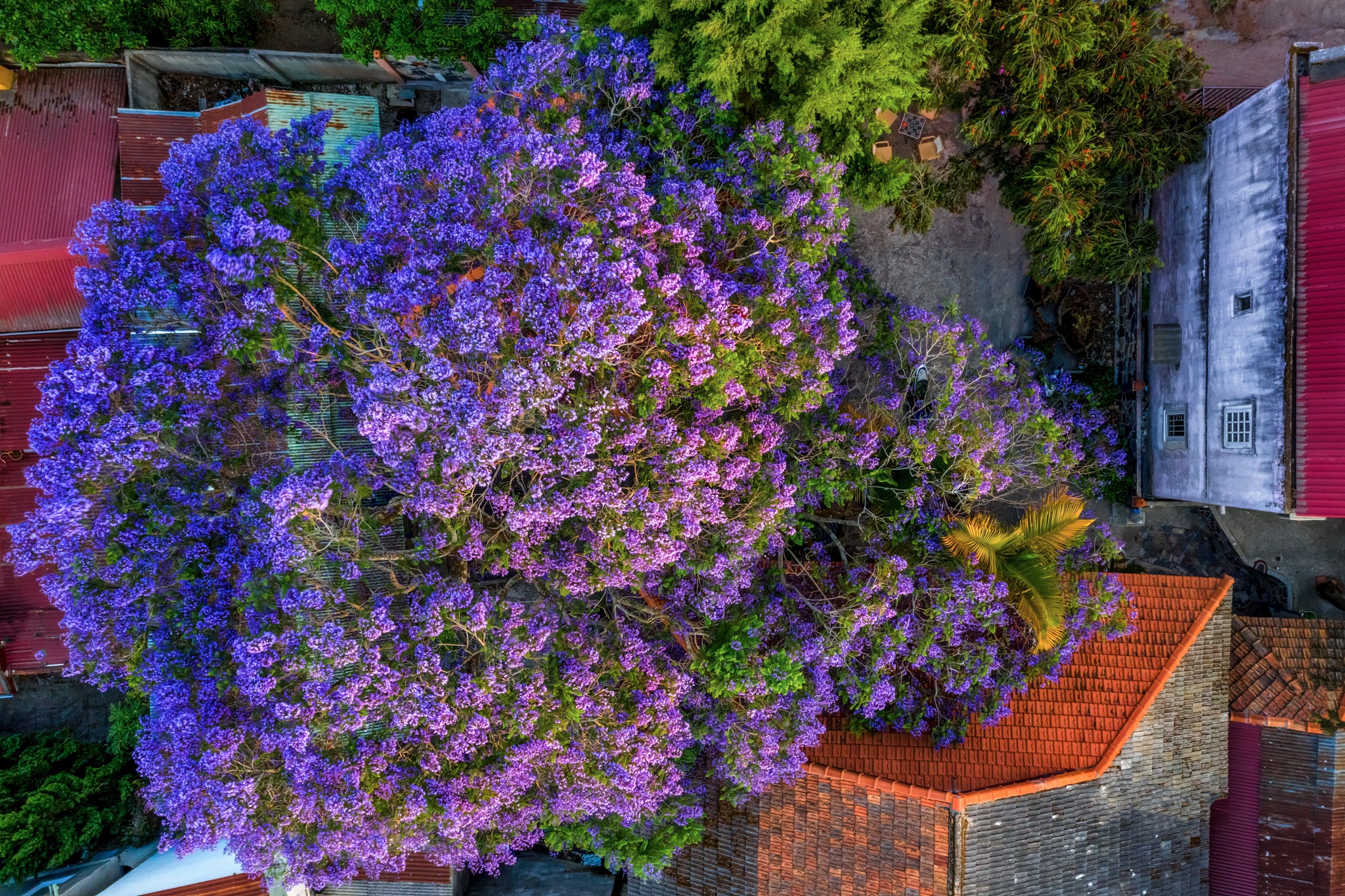 Da Lat mua phuong tim anh 12