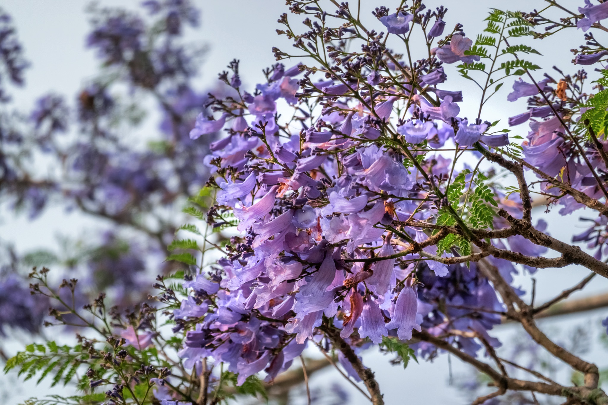 Da Lat mua phuong tim anh 6