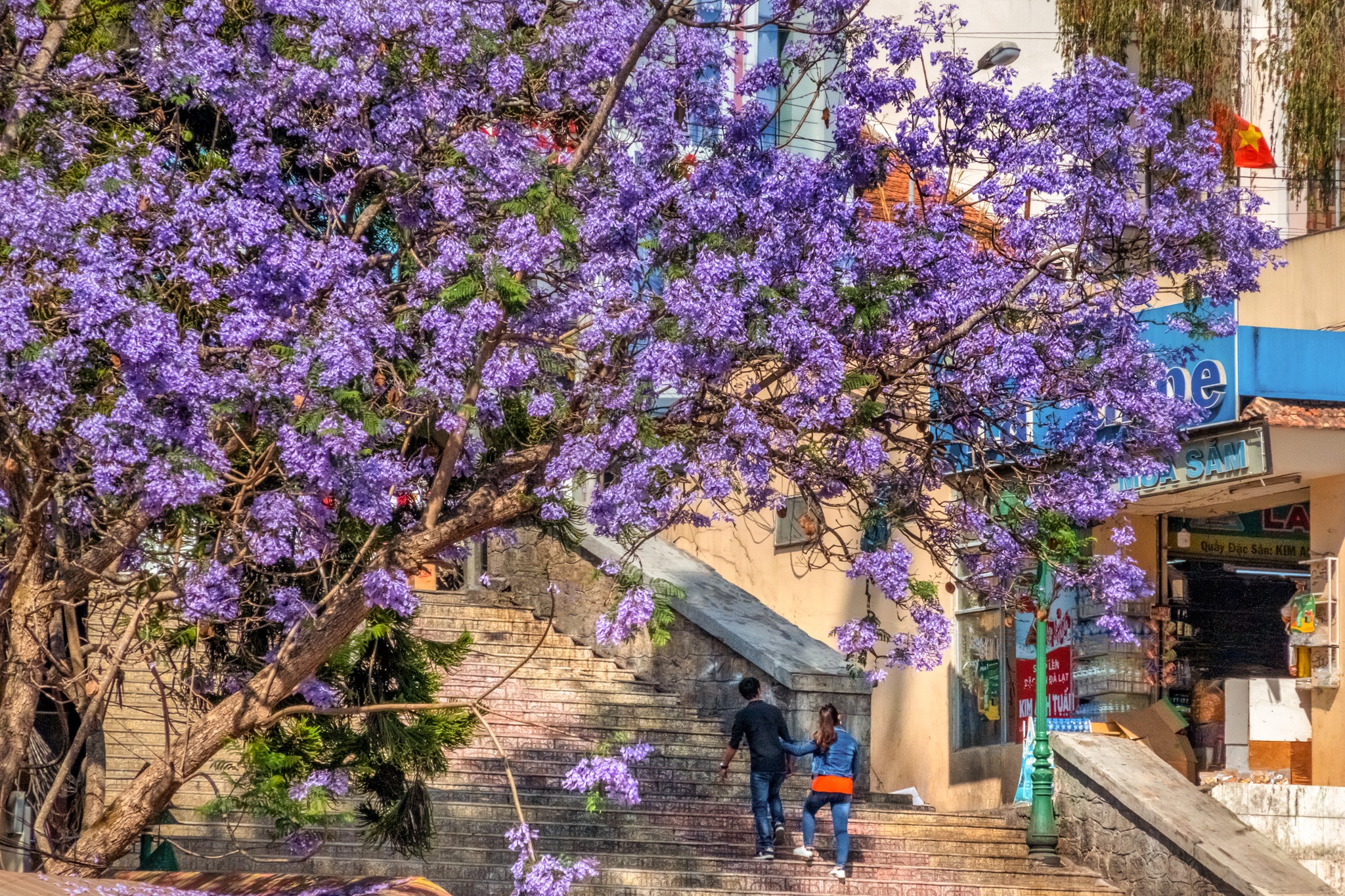 Da Lat mua phuong tim anh 5