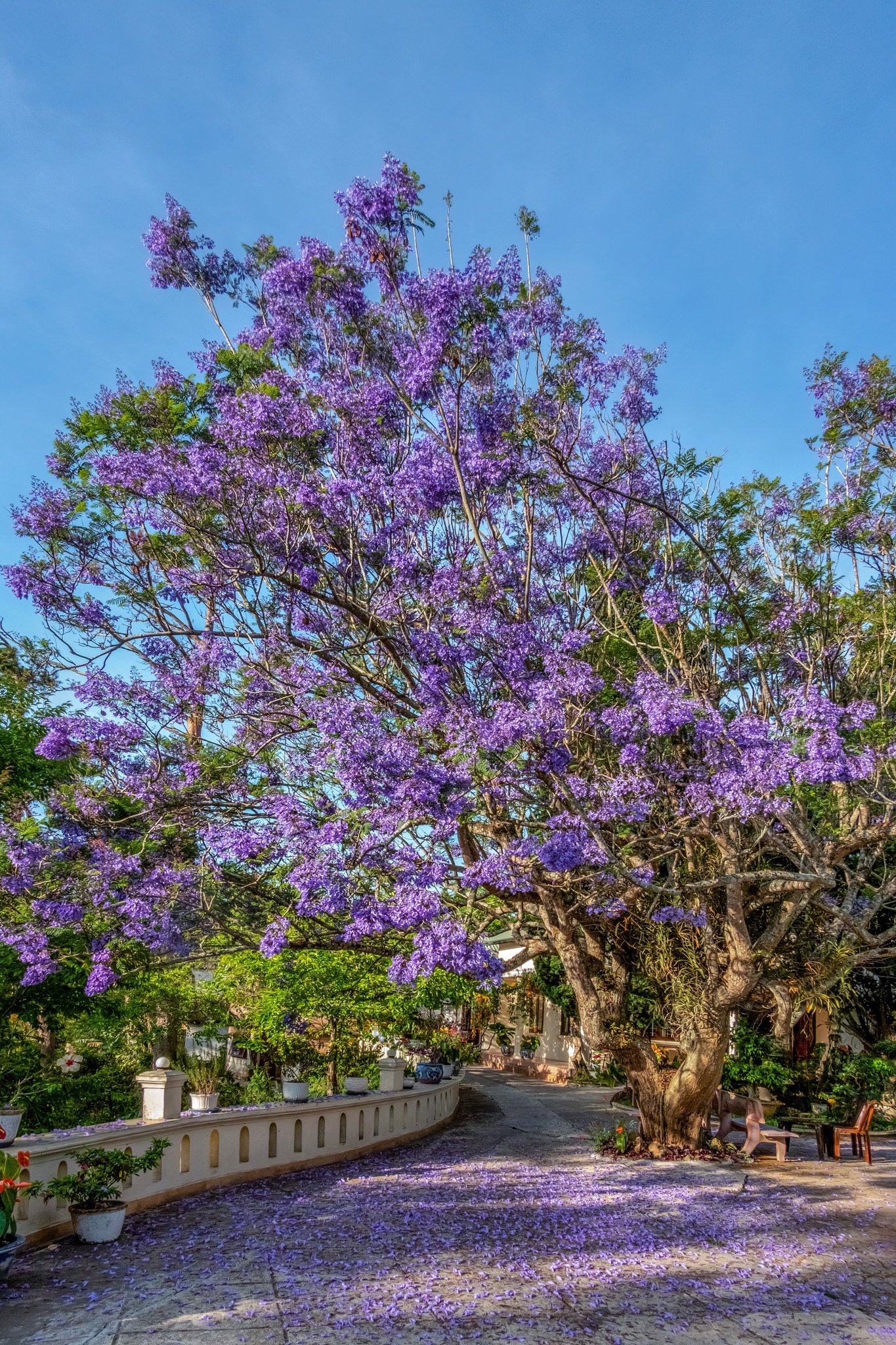 Da Lat mua phuong tim anh 9