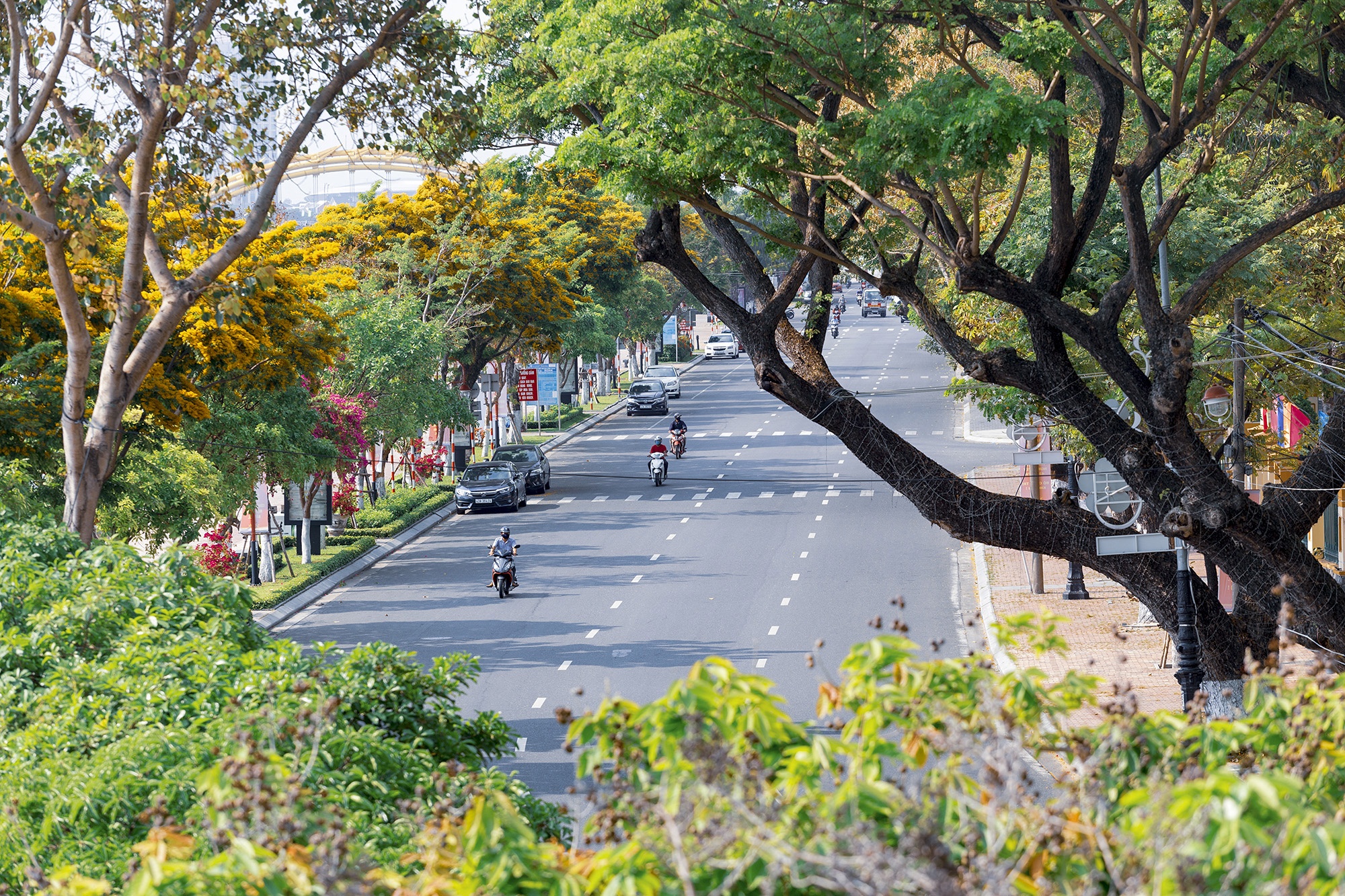 Hoa sua no ro o Da Nang anh 2