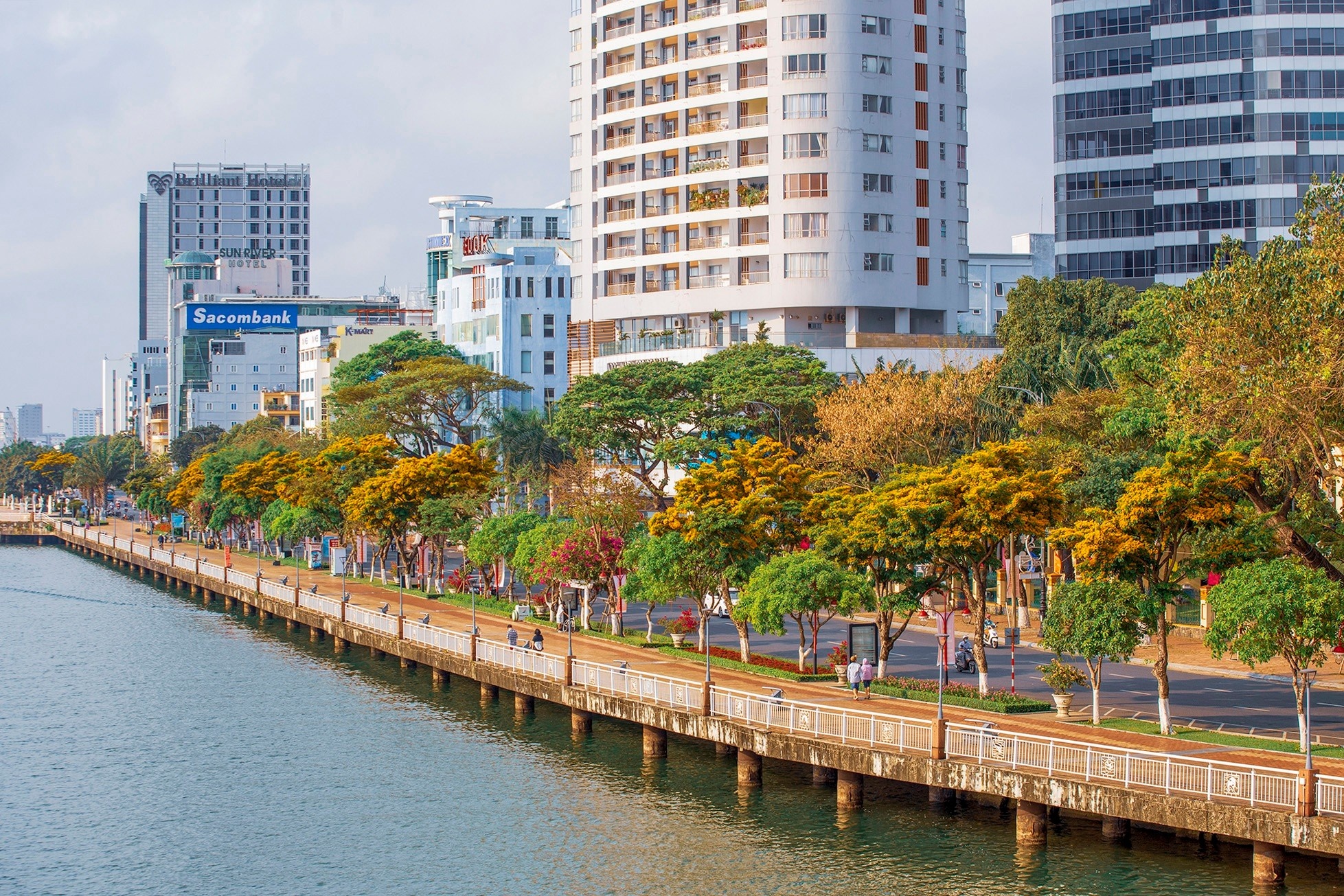 Mua hoa sua ruc vang o Da Nang hinh anh