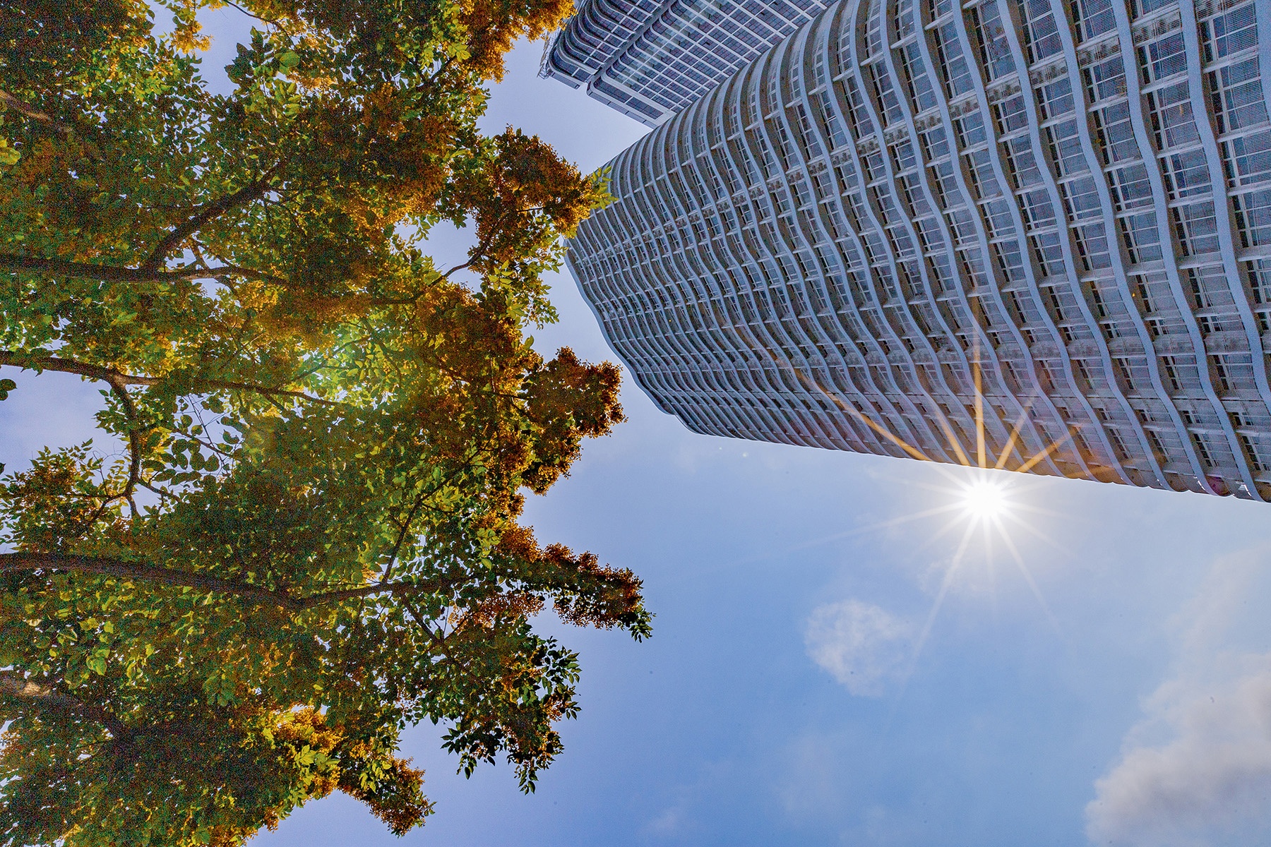 Hoa sua no ro o Da Nang anh 6