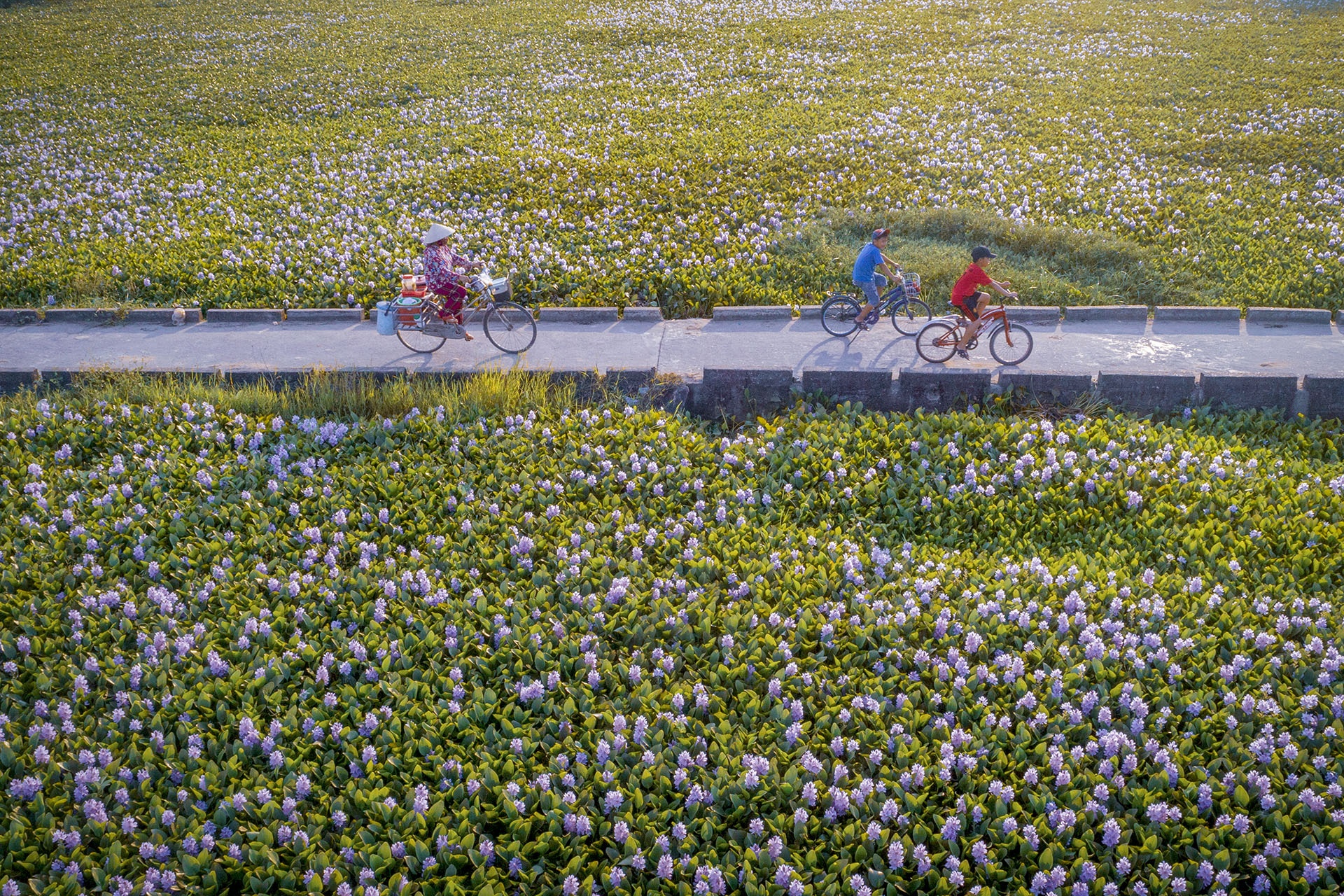 mua hoa luc binh anh 1