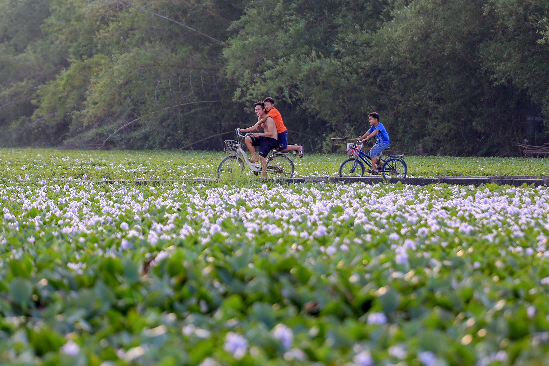 mua hoa luc binh anh 5