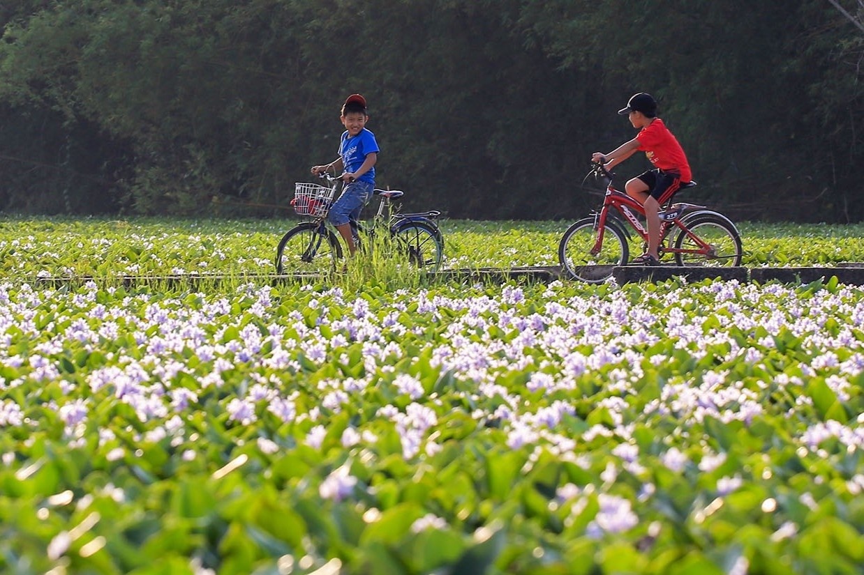 Mua hoa luc binh tim hinh anh