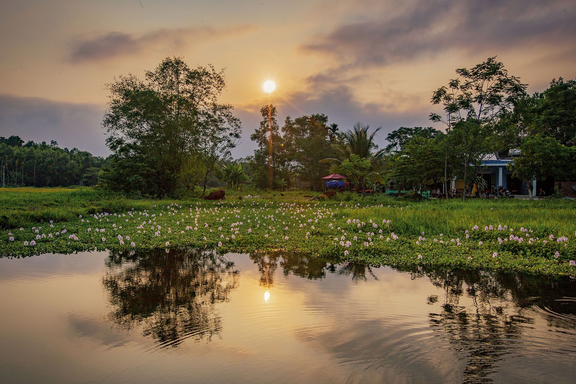 mua hoa luc binh anh 9