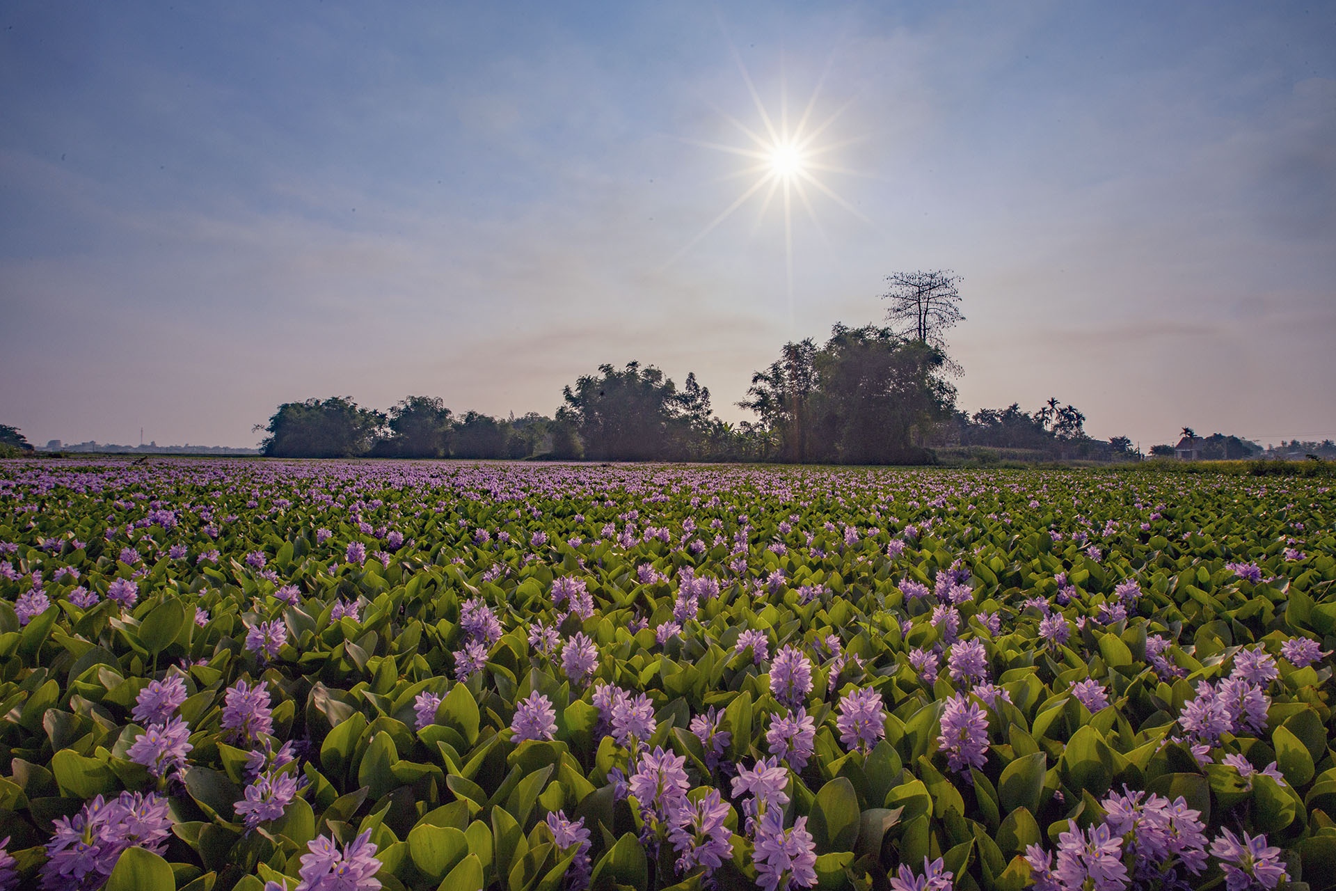 mua hoa luc binh anh 8