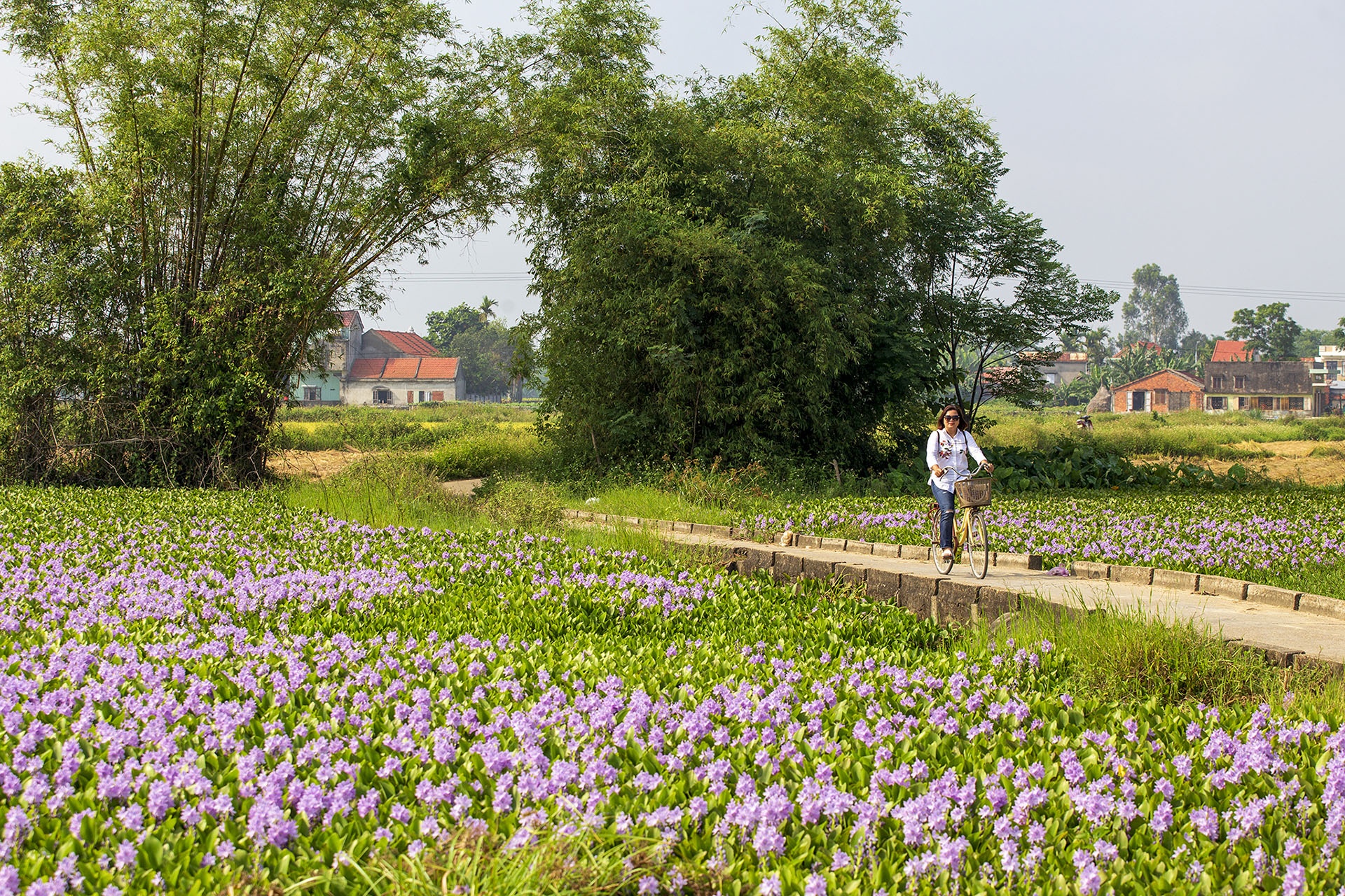 mua hoa luc binh anh 2