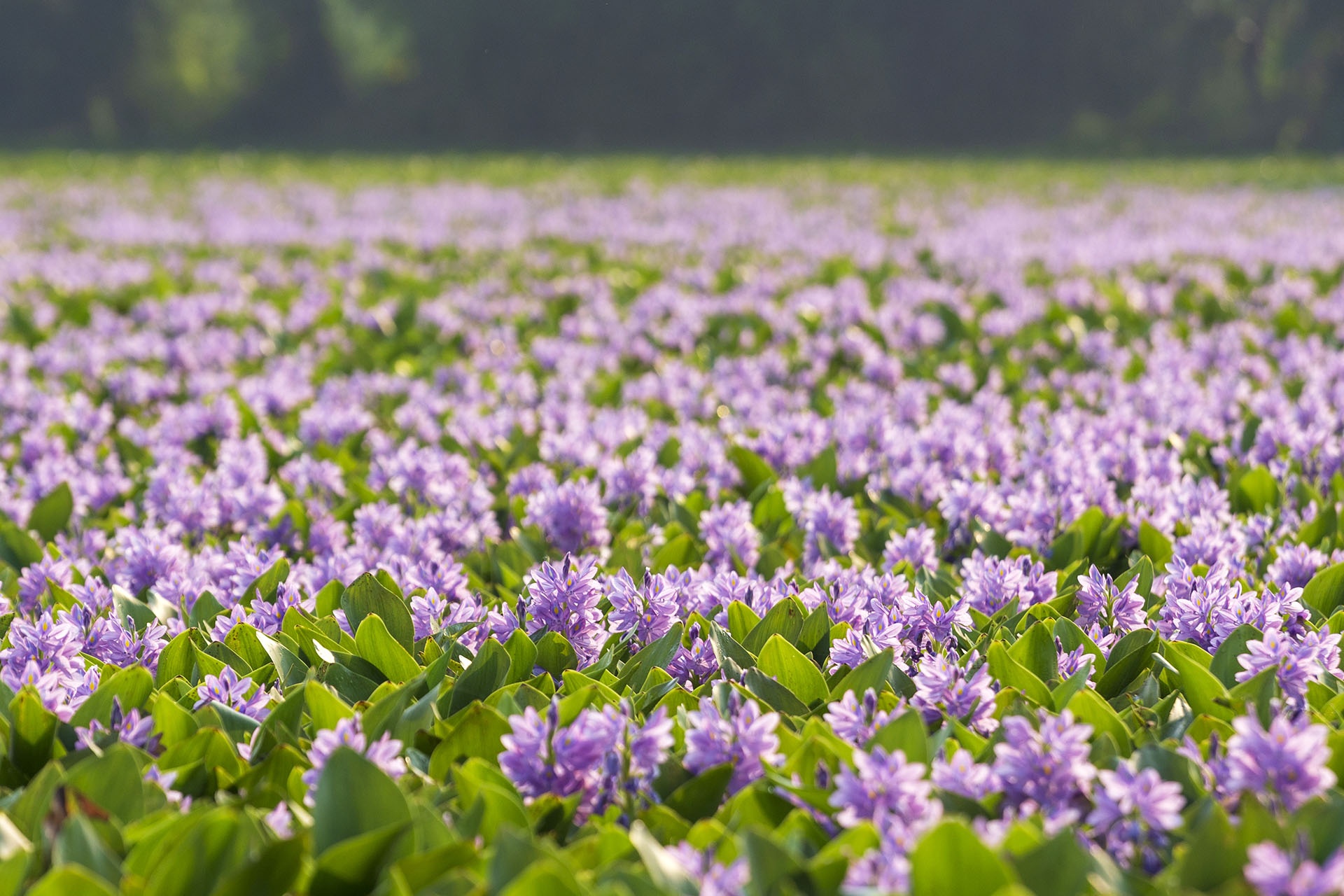 mua hoa luc binh anh 4