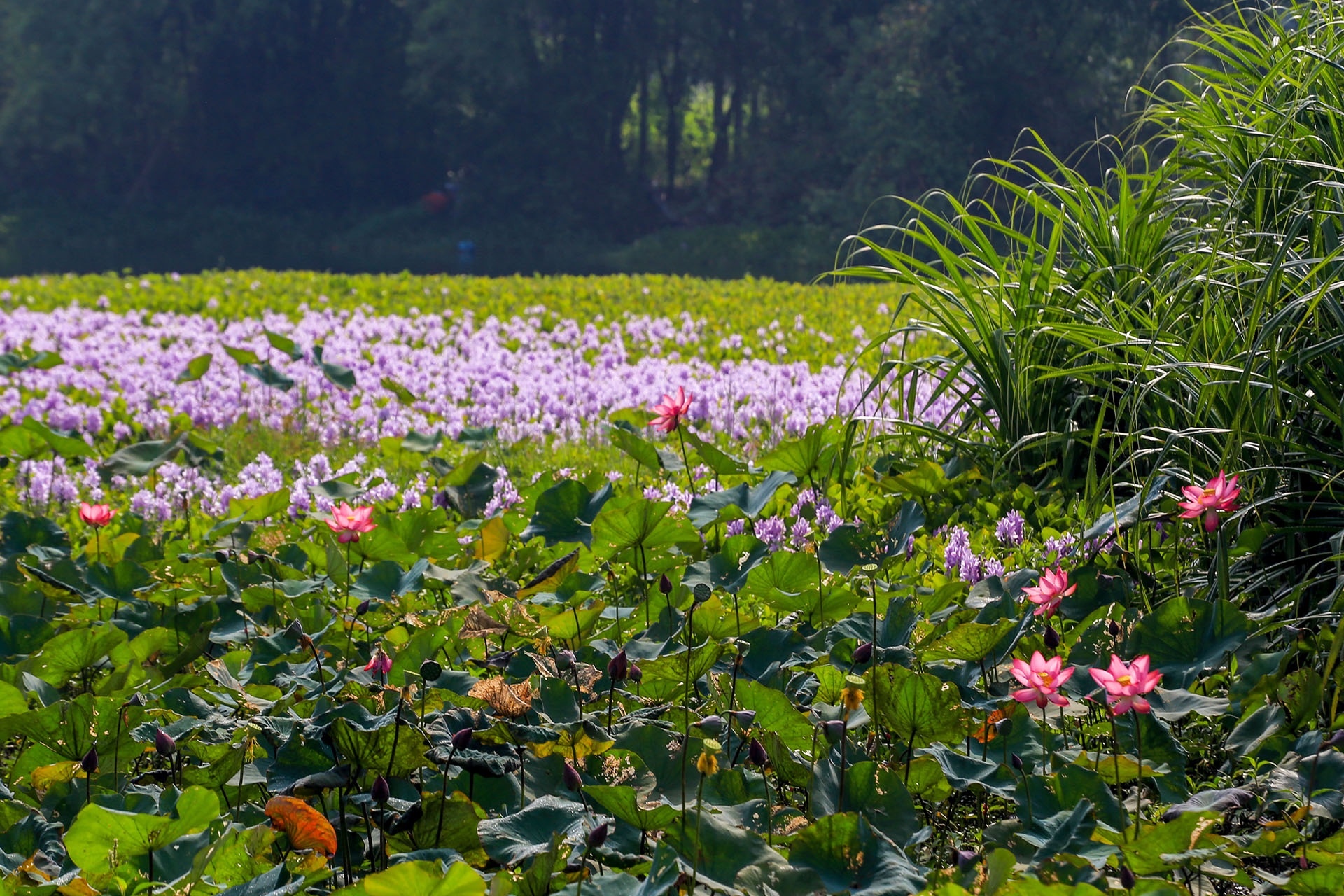 mua hoa luc binh anh 7