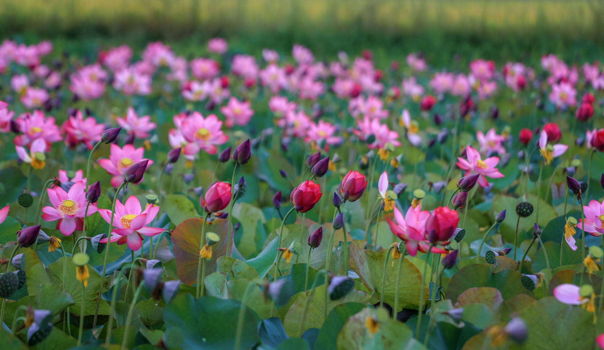 mua sen no o Quang Nam anh 3