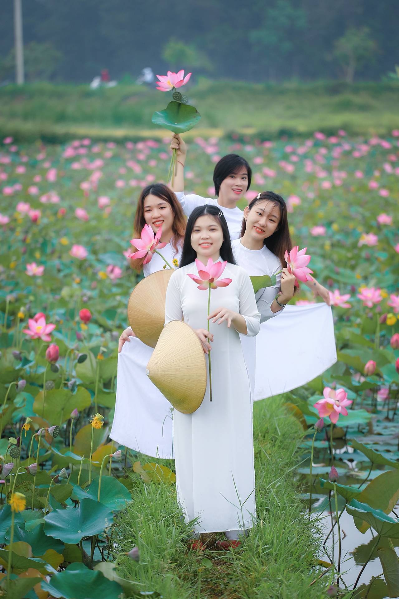 mua sen no o Quang Nam anh 8