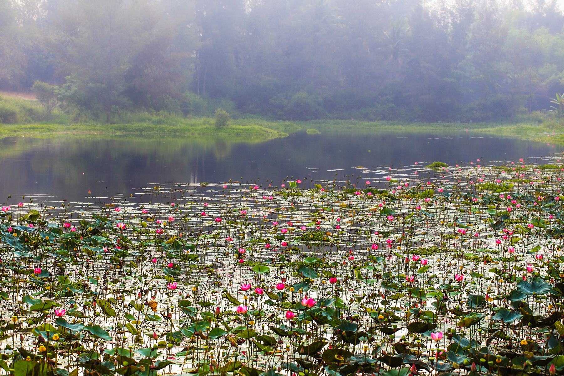 mua sen no o Quang Nam anh 1