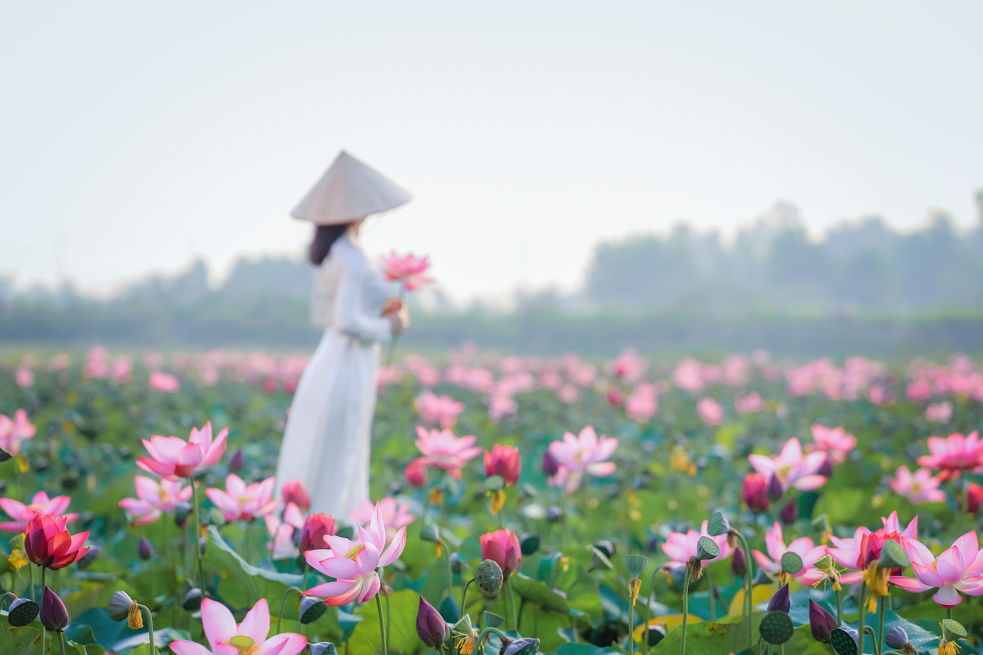 mua sen no o Quang Nam anh 9