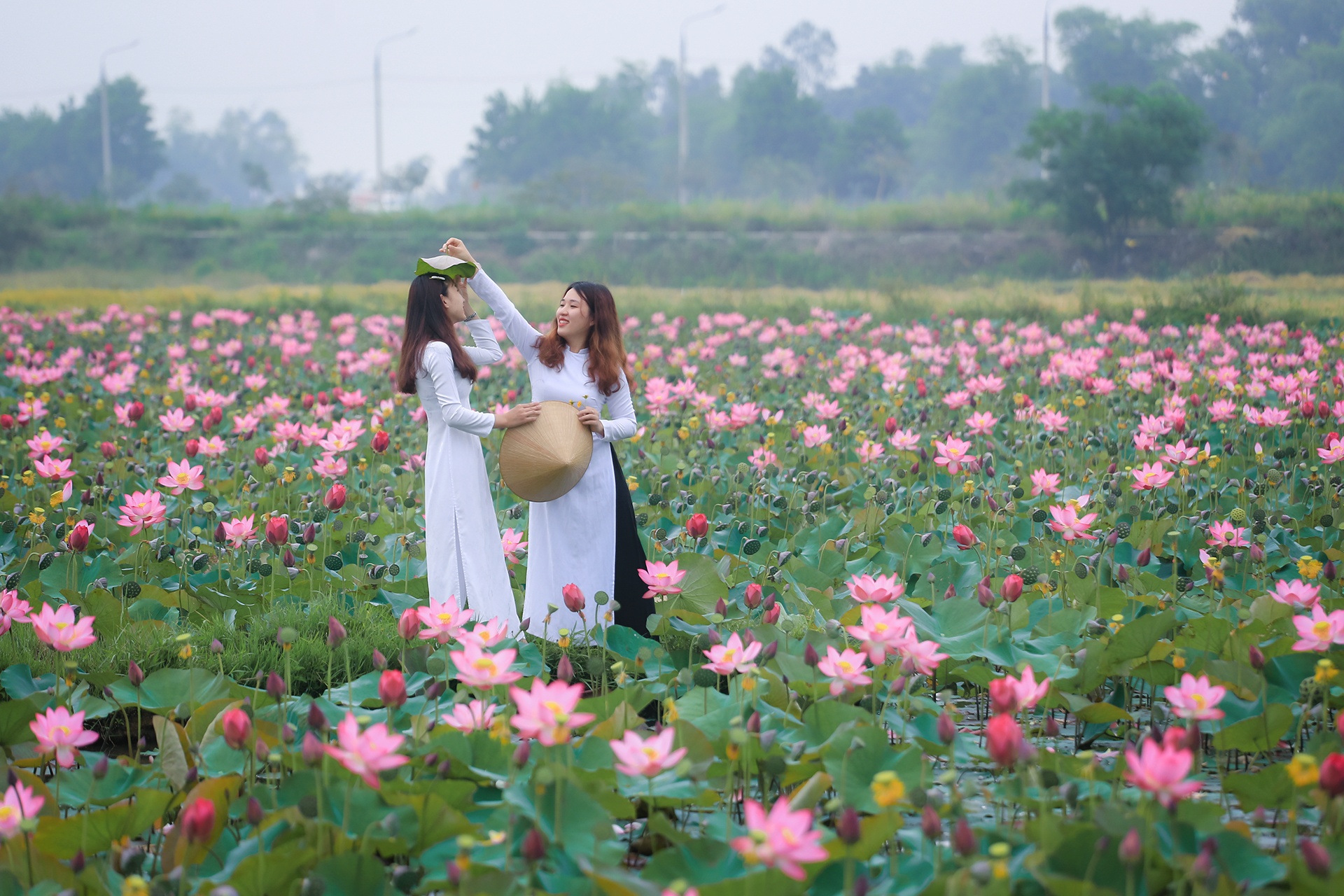 mua sen no o Quang Nam anh 6