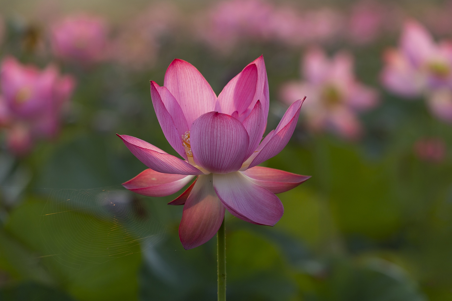 mua sen no o Quang Nam anh 4