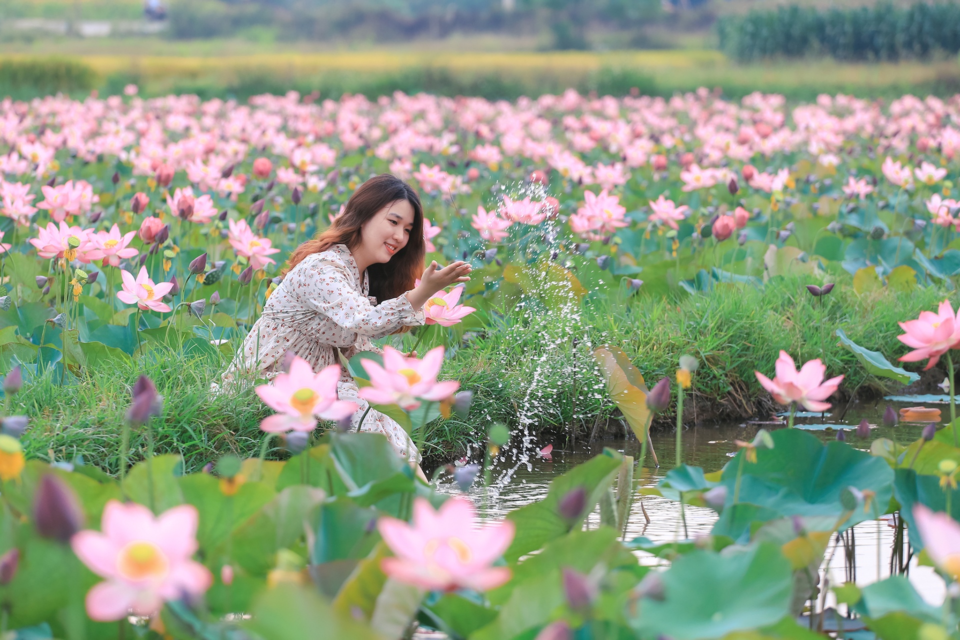 mua sen no o Quang Nam anh 5