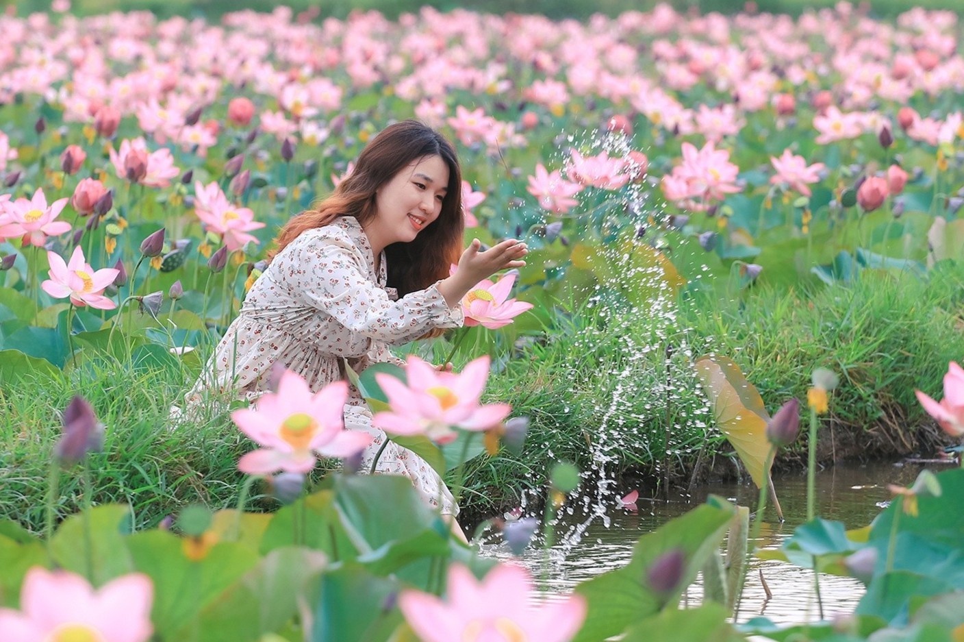 Mua sen tren dat Quang hinh anh