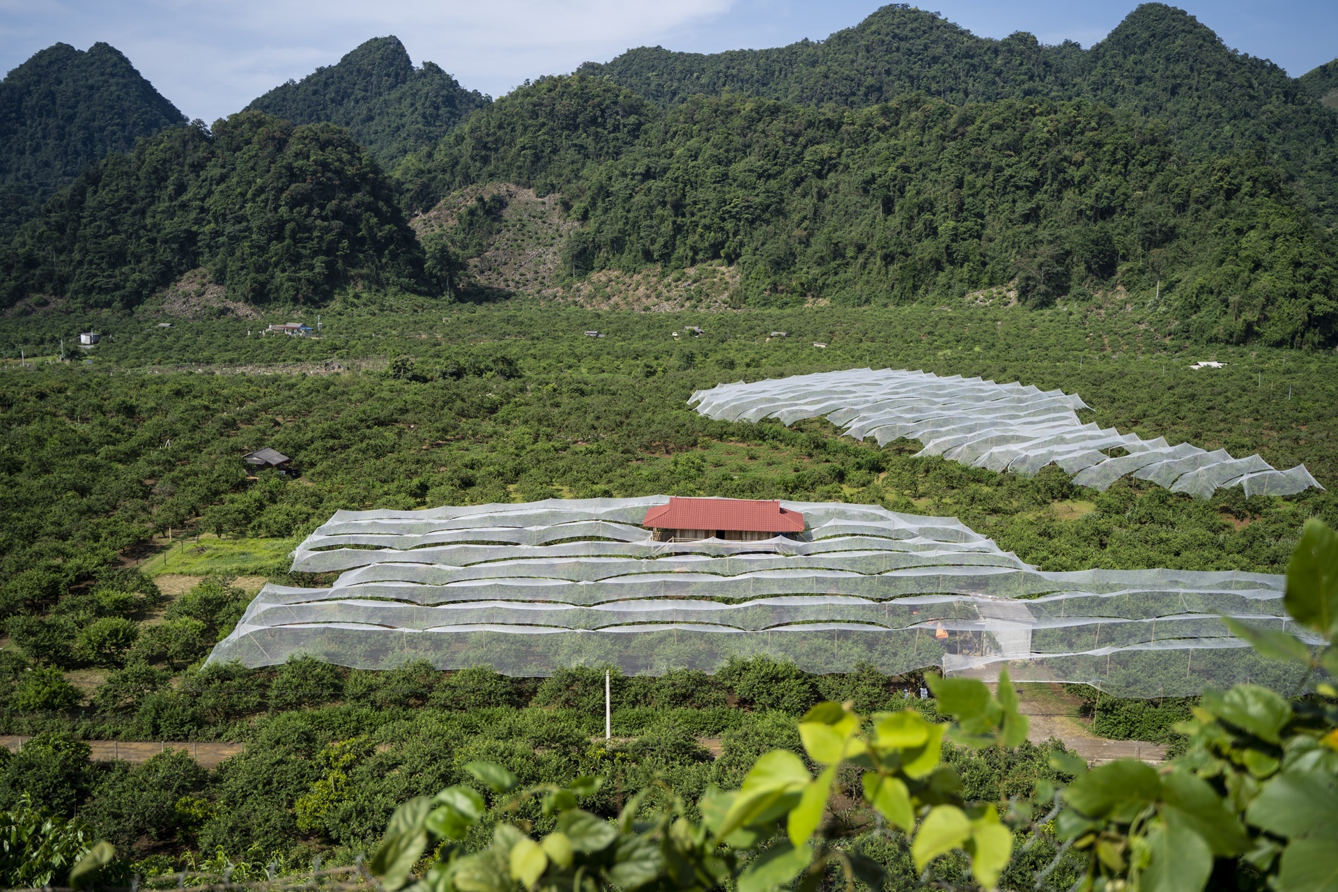 man Moc Chau mat mua anh 1