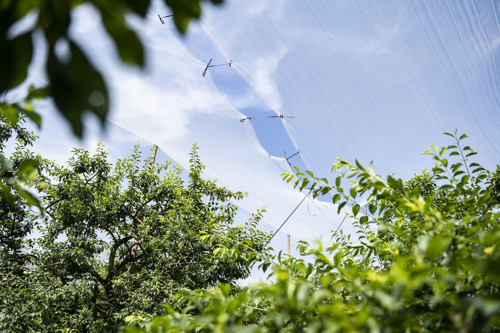 man Moc Chau mat mua anh 2