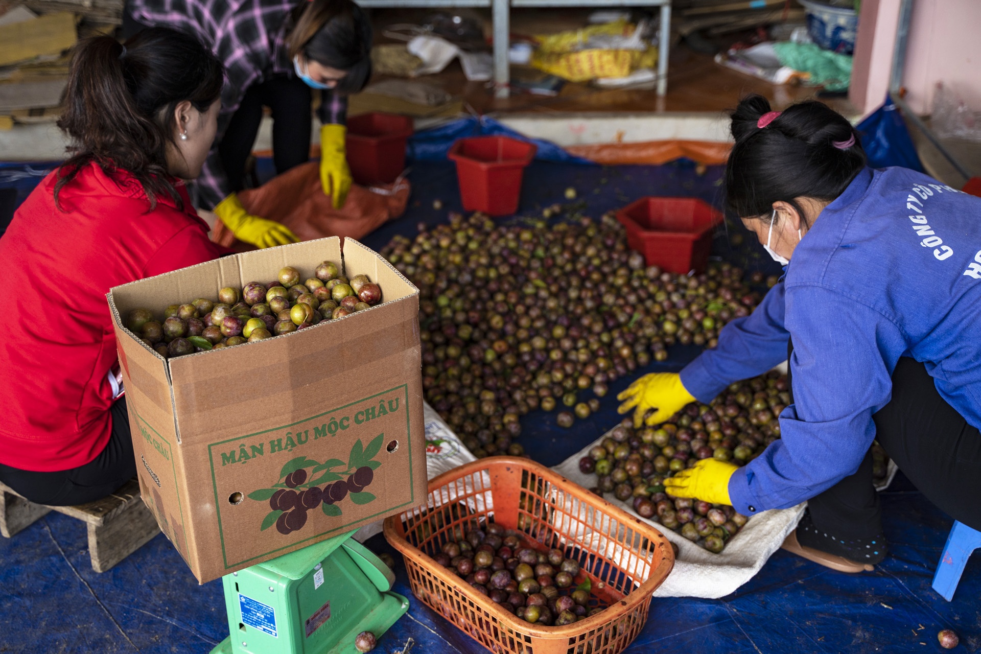 man Moc Chau mat mua anh 6