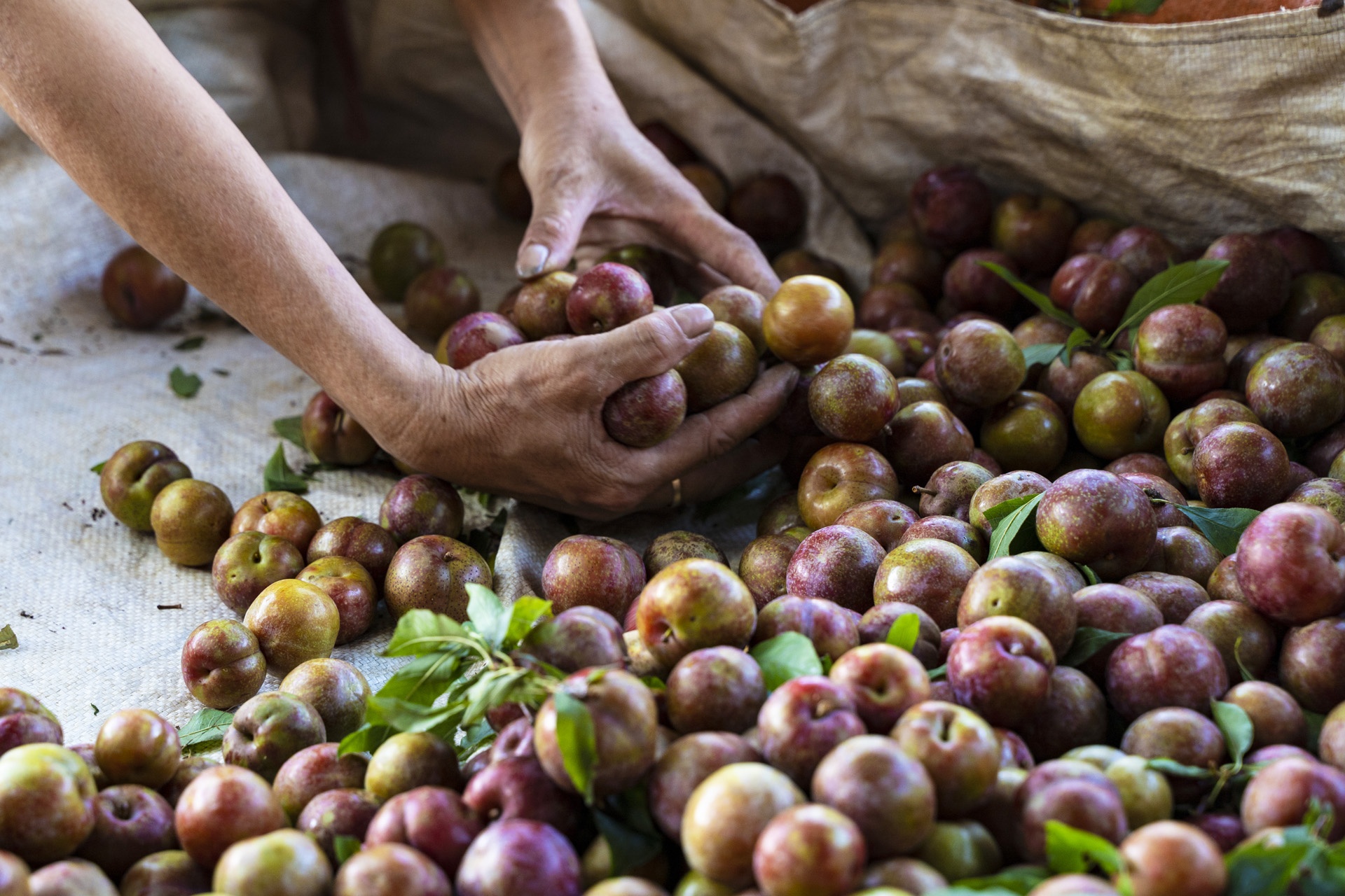 man Moc Chau mat mua anh 8