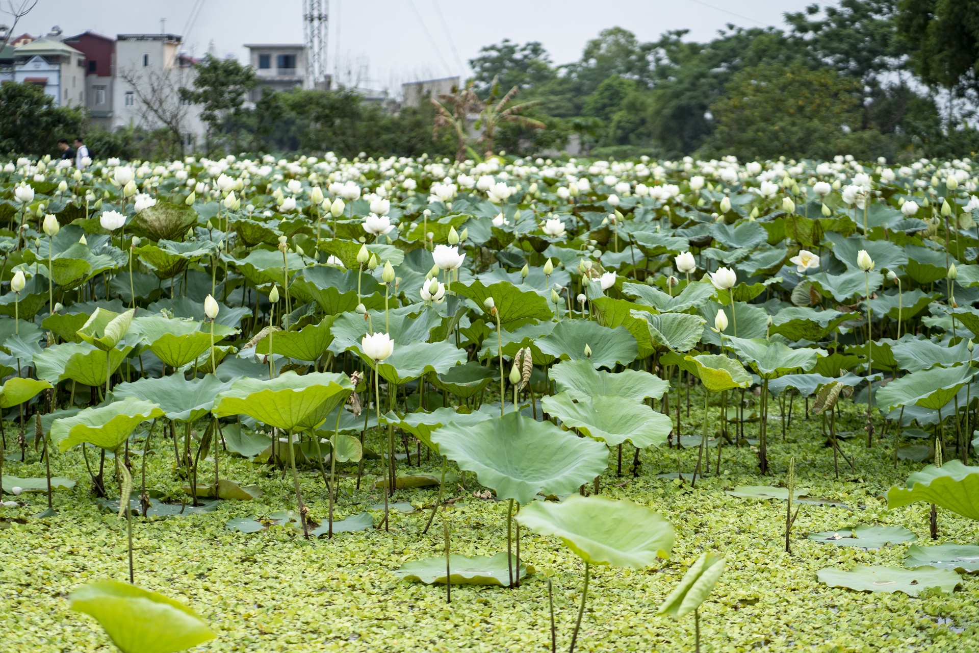dam sen trang ngoai thanh Ha Noi anh 1
