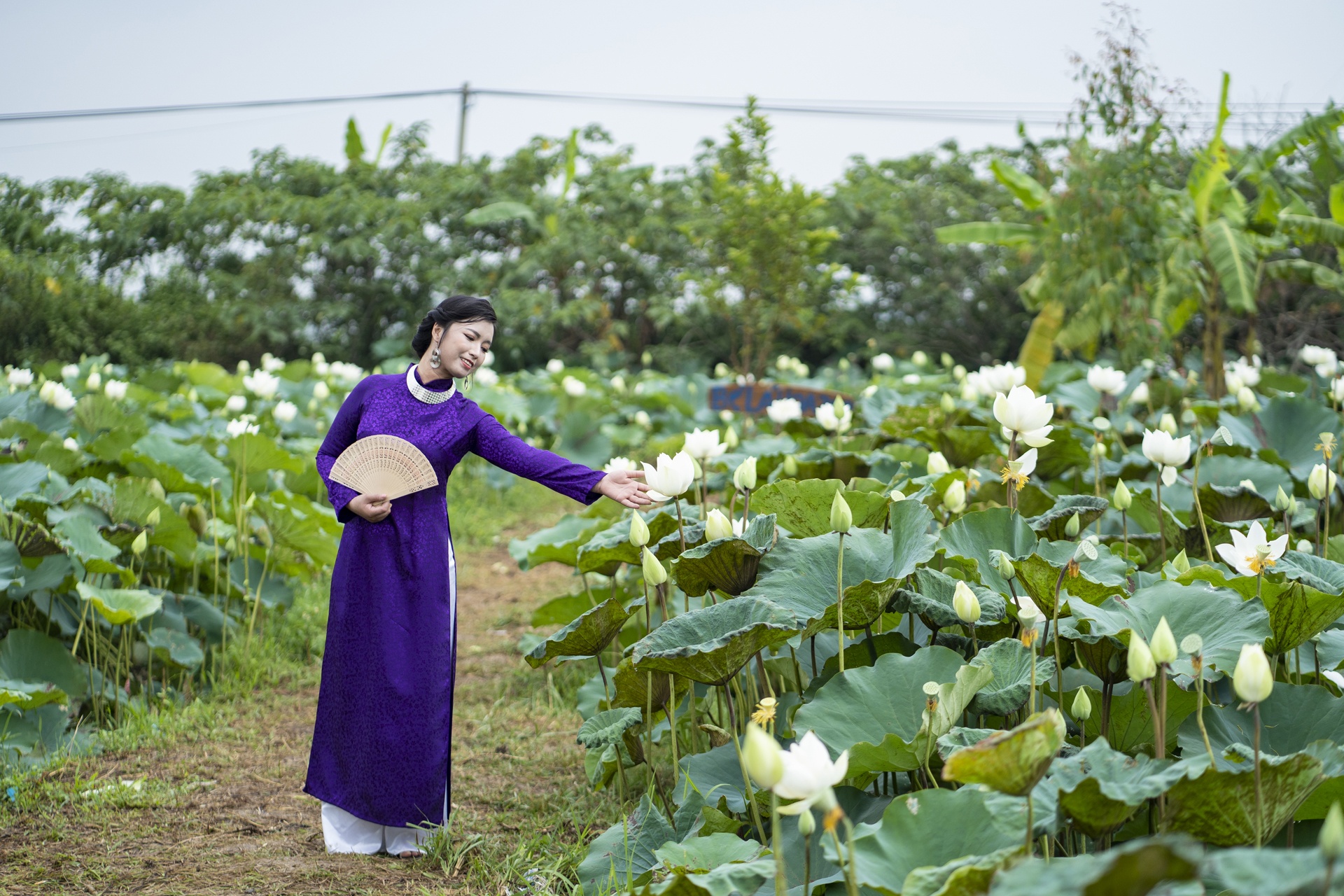 dam sen trang ngoai thanh Ha Noi anh 10