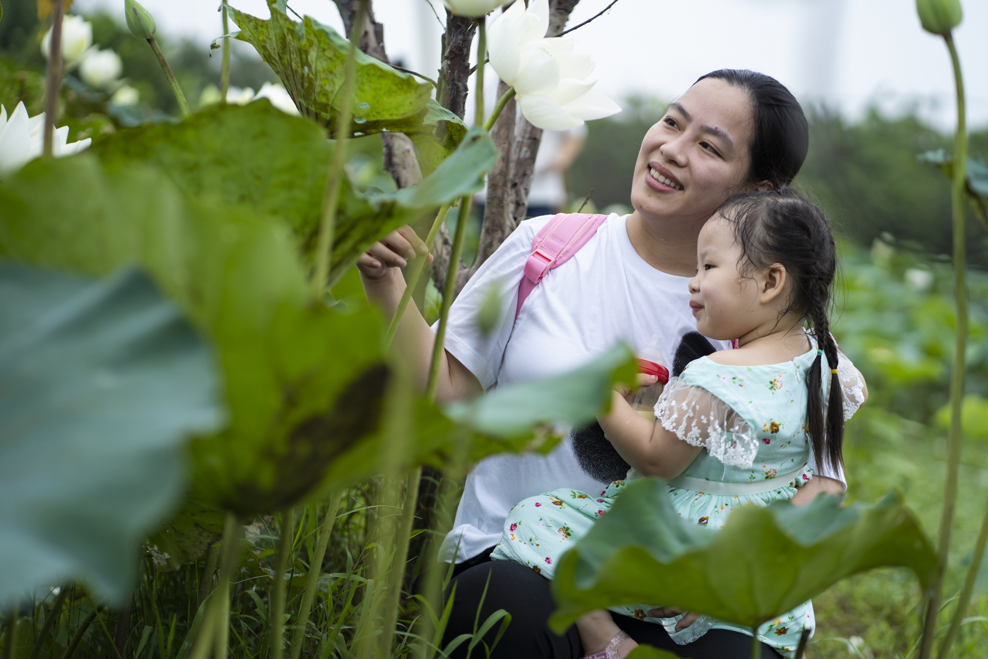 dam sen trang ngoai thanh Ha Noi anh 6