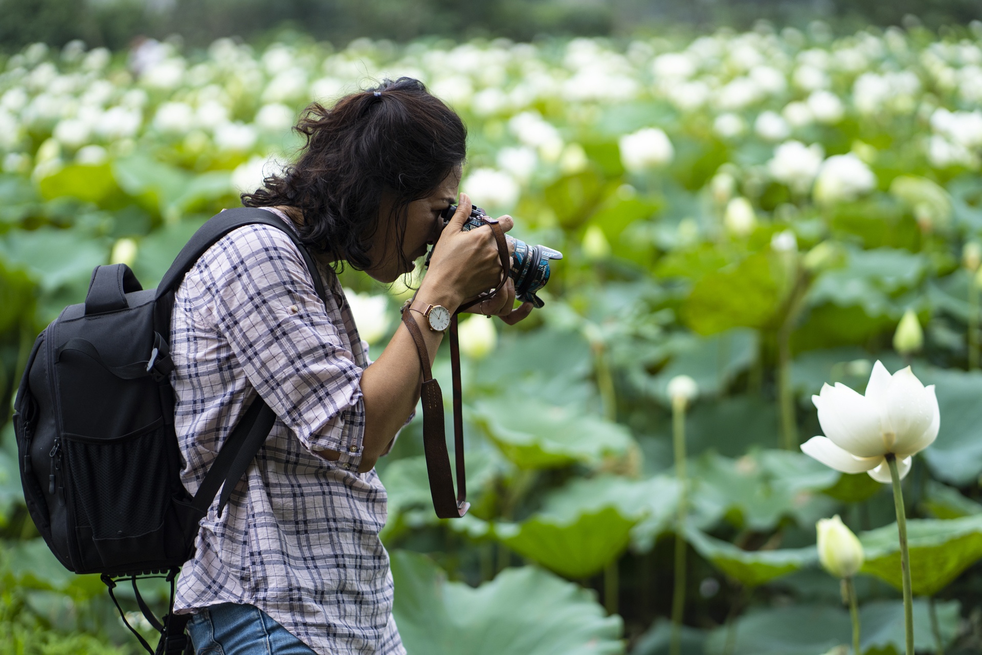 dam sen trang ngoai thanh Ha Noi anh 5