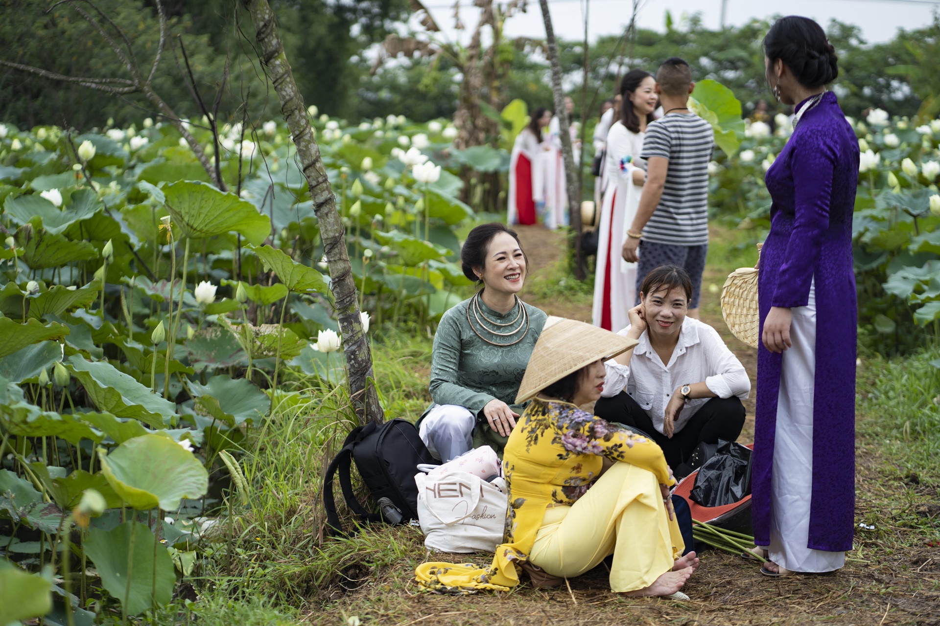 dam sen trang ngoai thanh Ha Noi anh 8