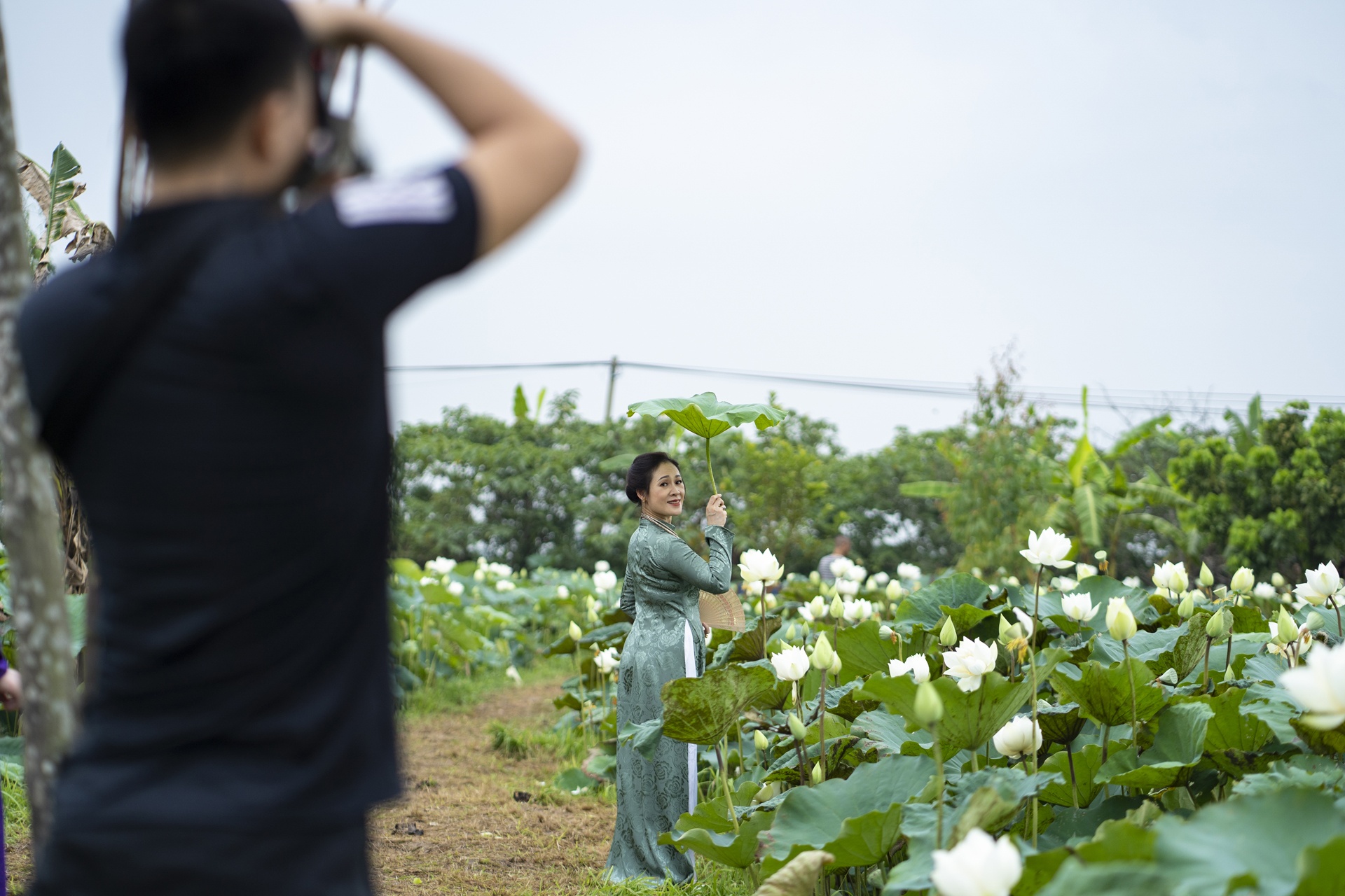 dam sen trang ngoai thanh Ha Noi anh 7